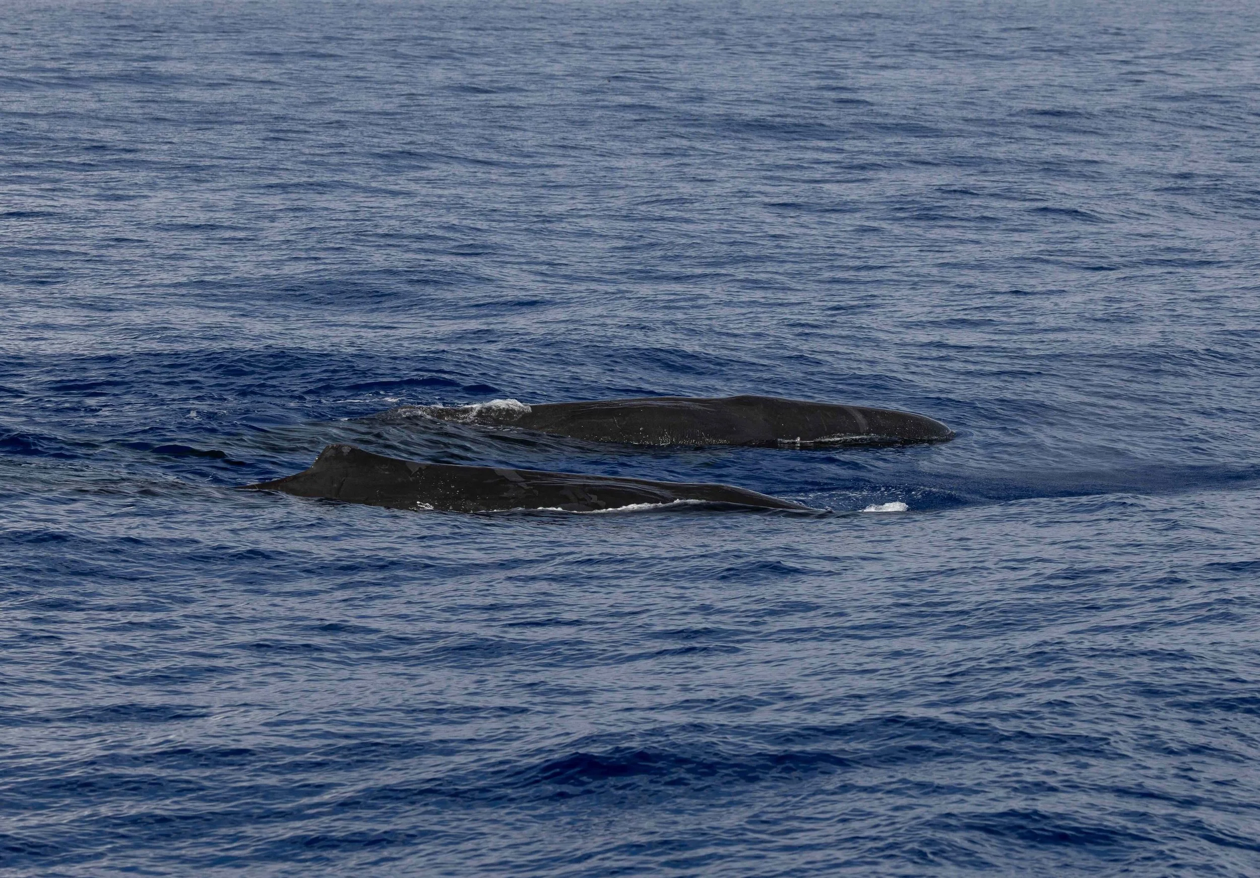 pelagic whales