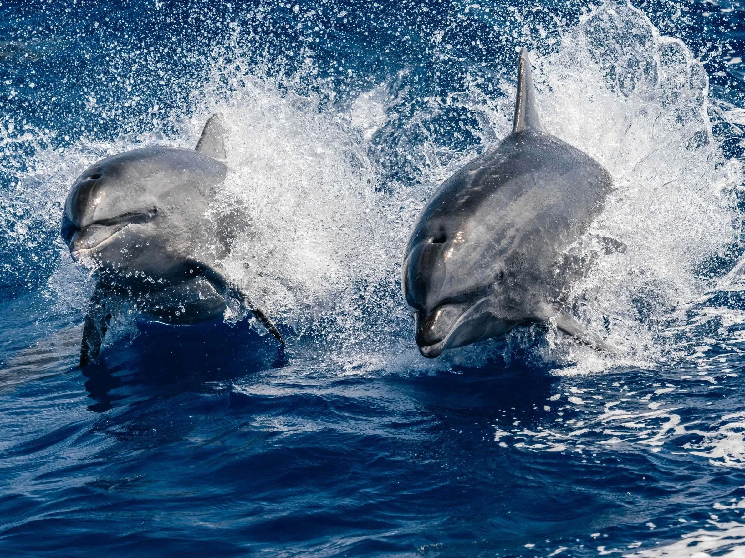 bottlenose dolphins jumping