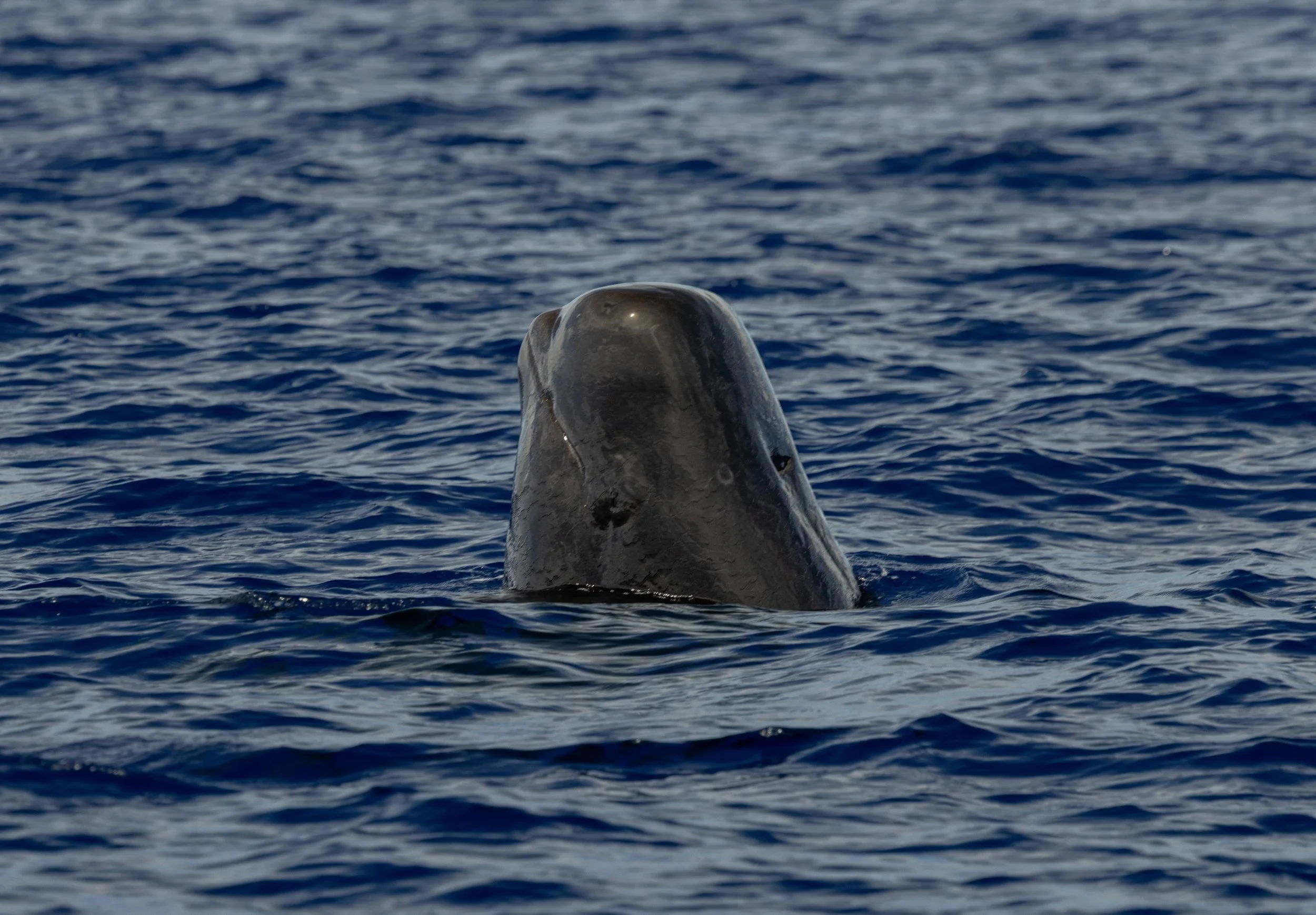 pelagic whale big island