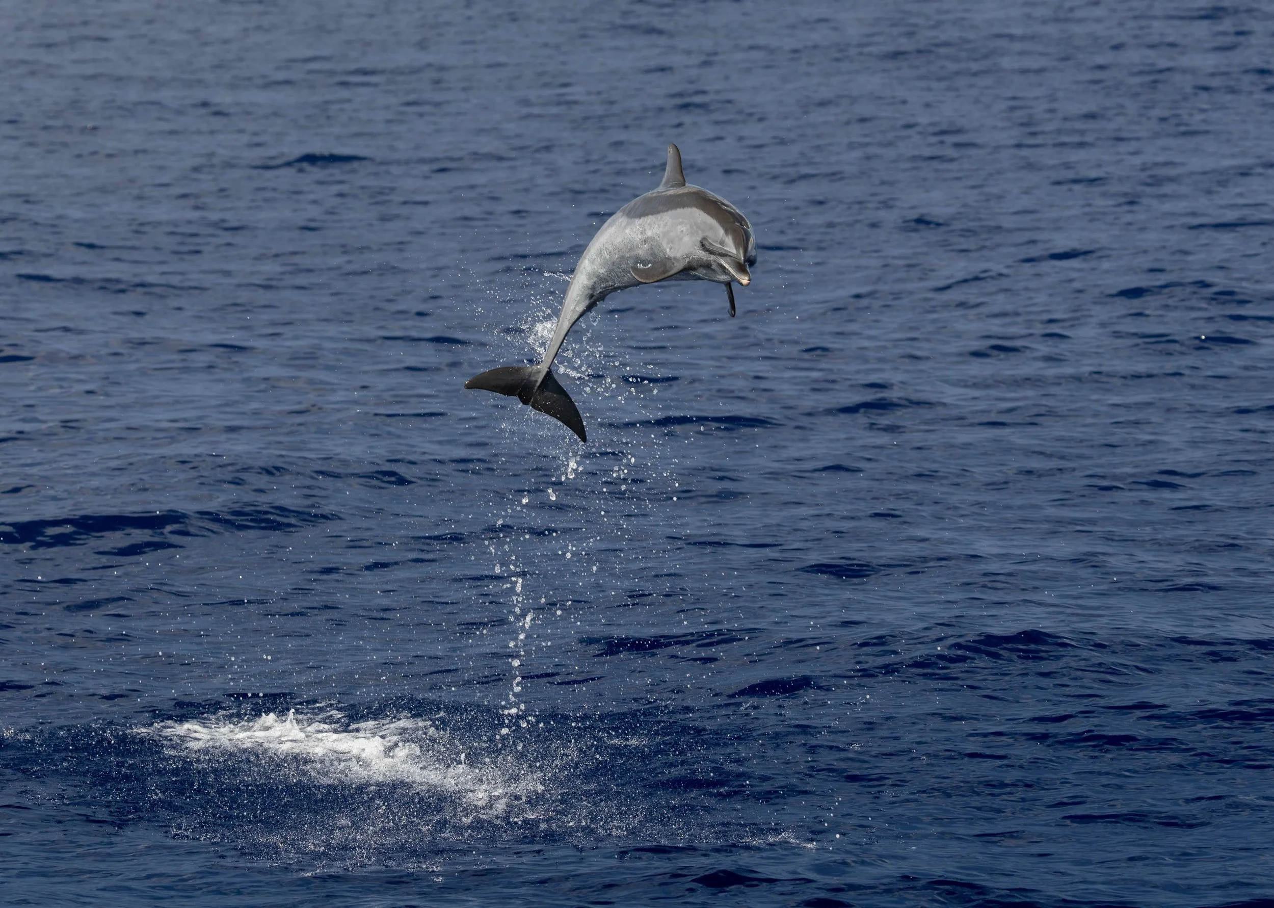 offshore dolphin jumping
