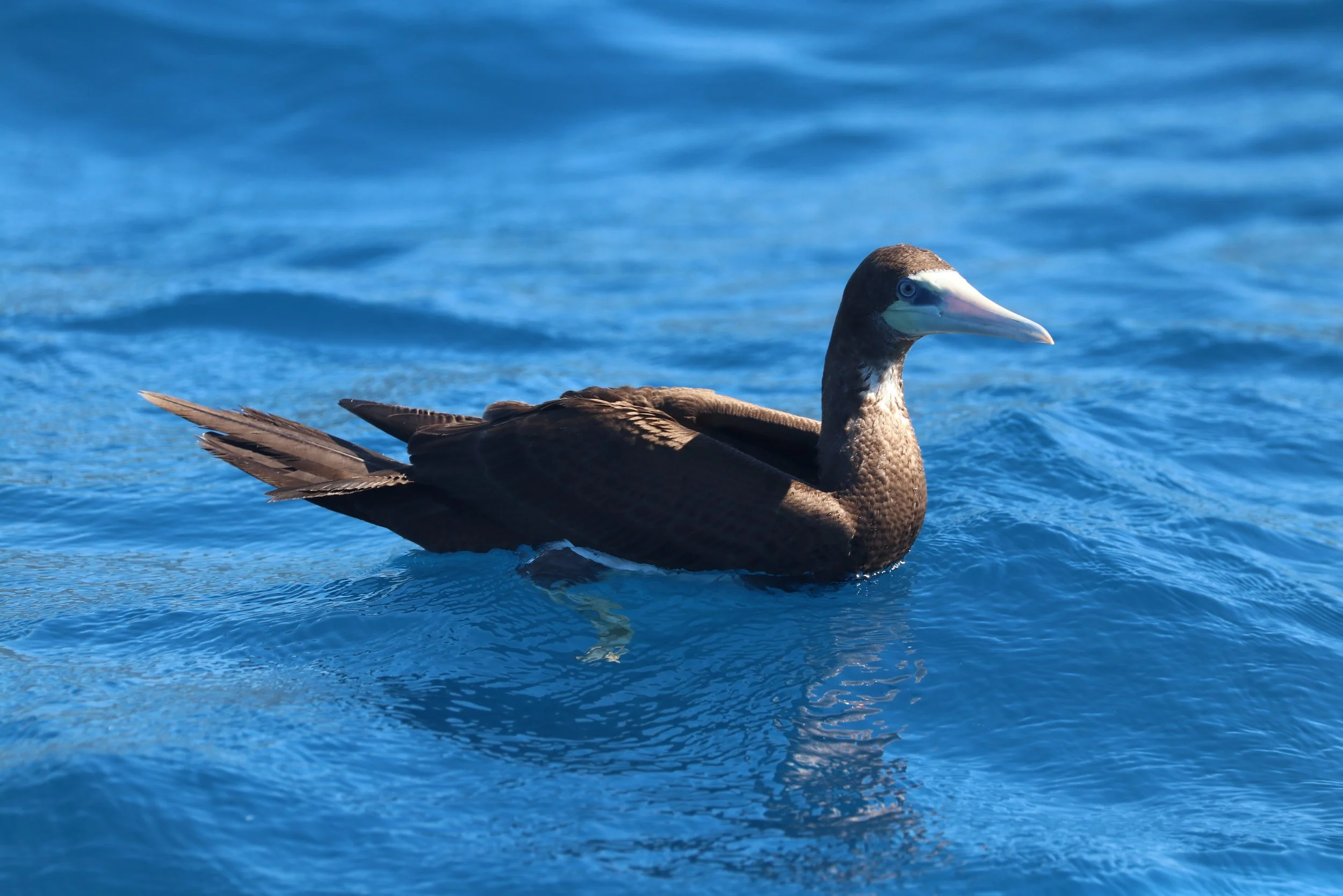 brown booby kona