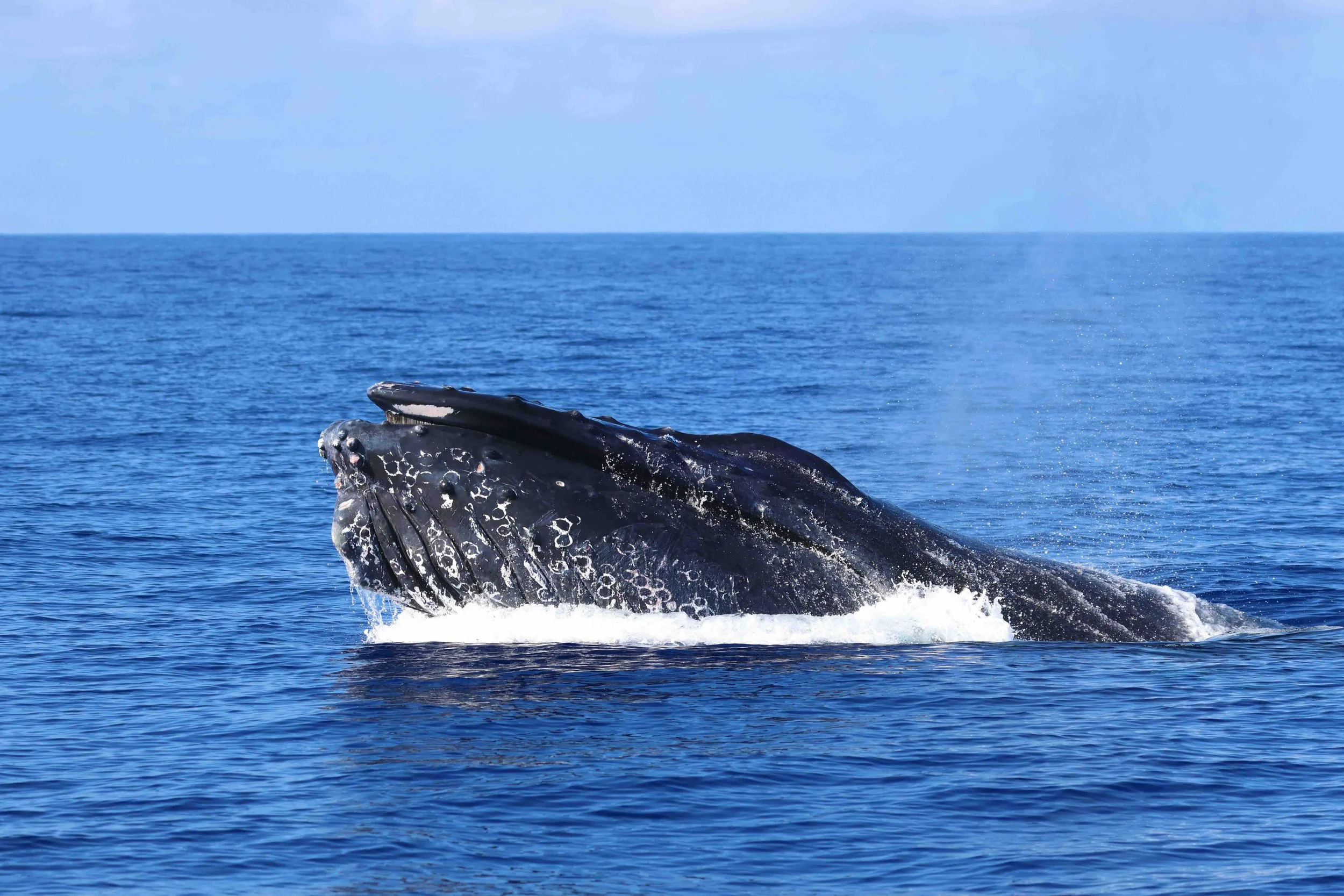 humpback whale watch