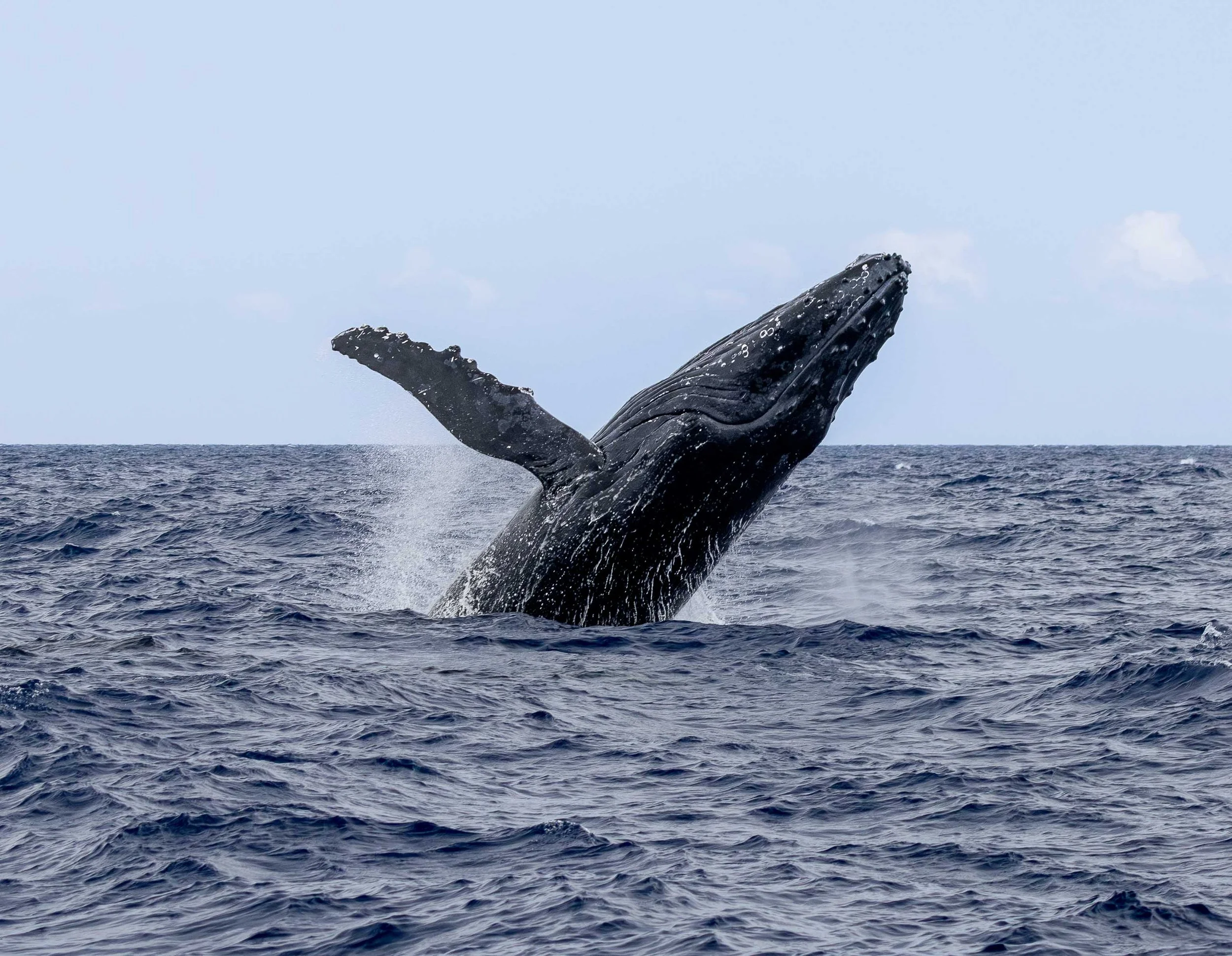 jump whale kona