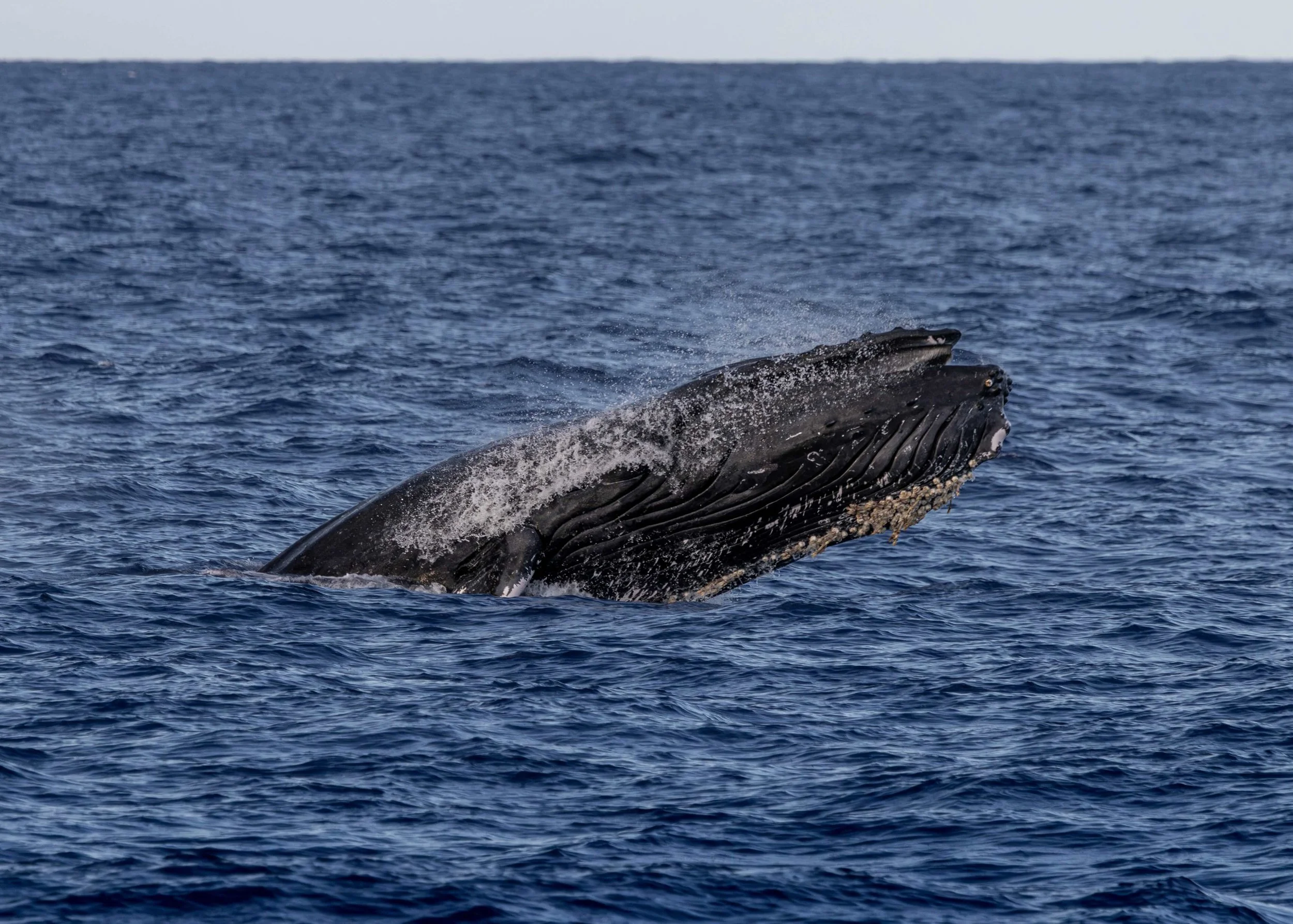 humpback whale watching kona coast