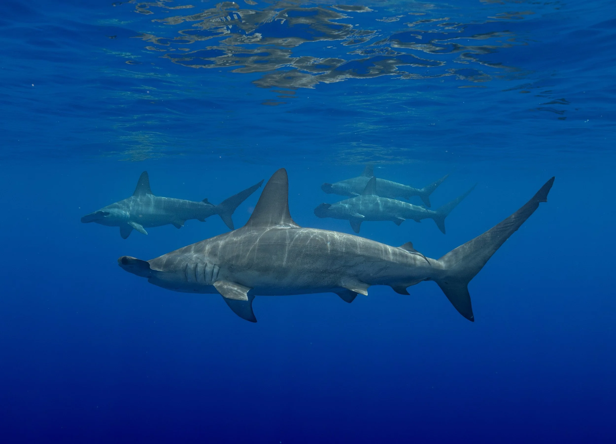 hawaii tour offshore