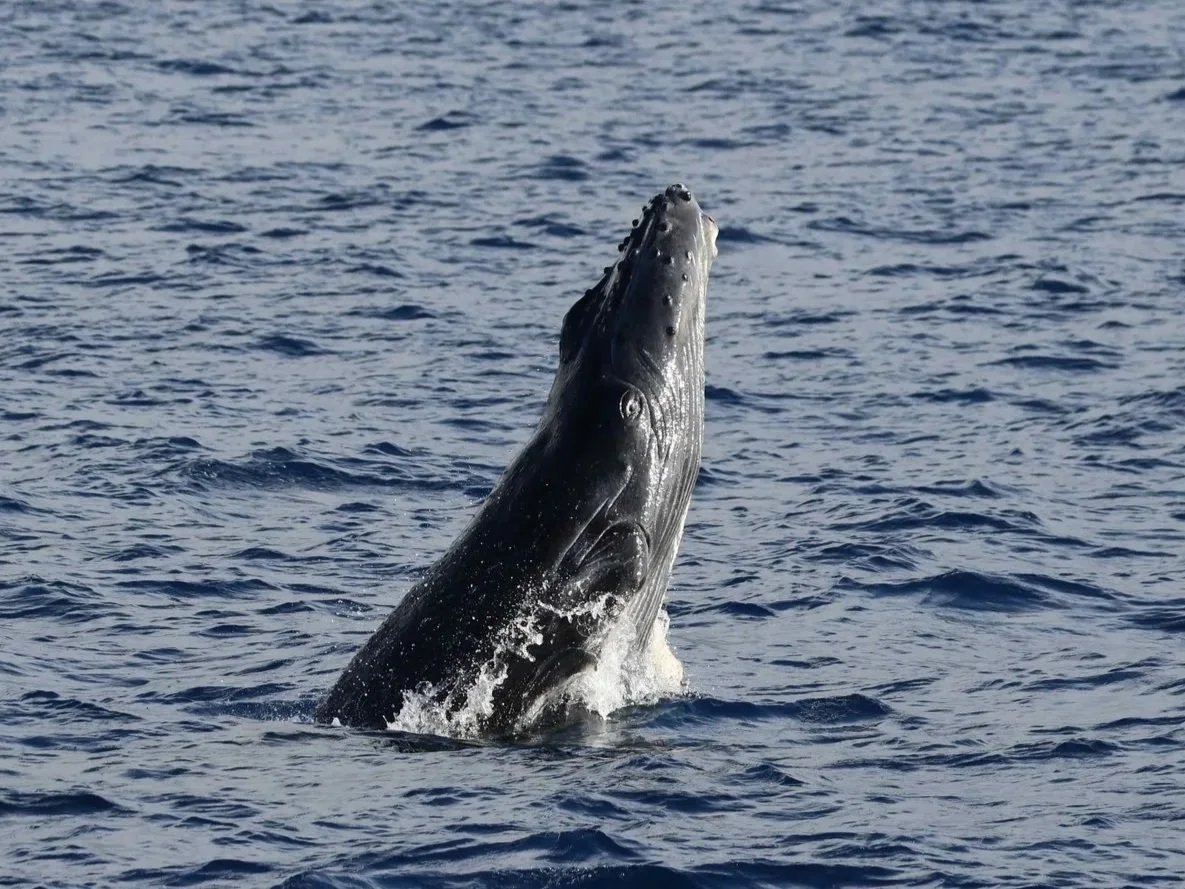 a humpback whale