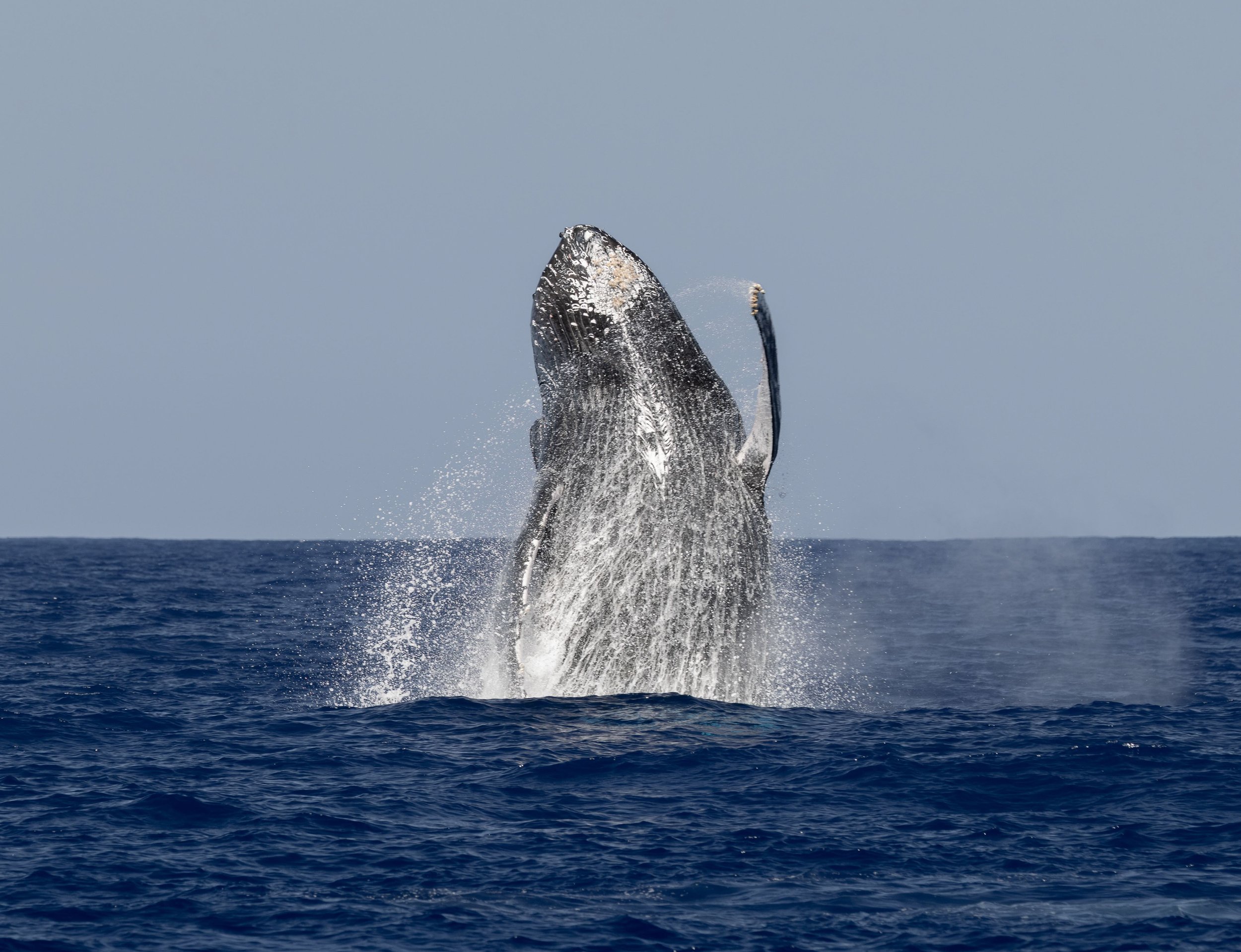 big island whale watching kona coast