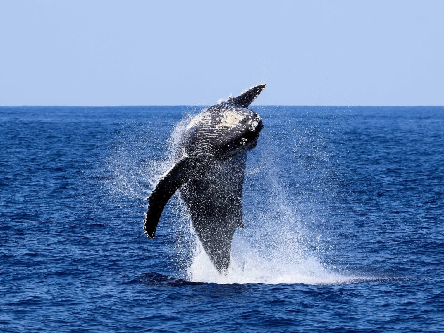 kona whale jump