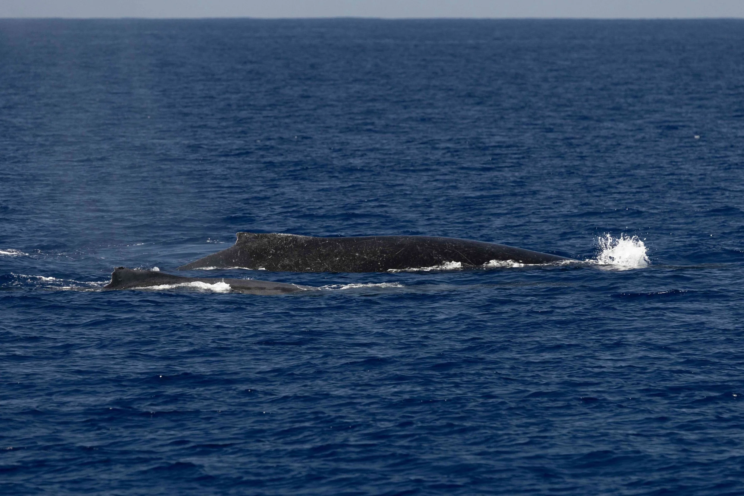hawaii kona humpbacks