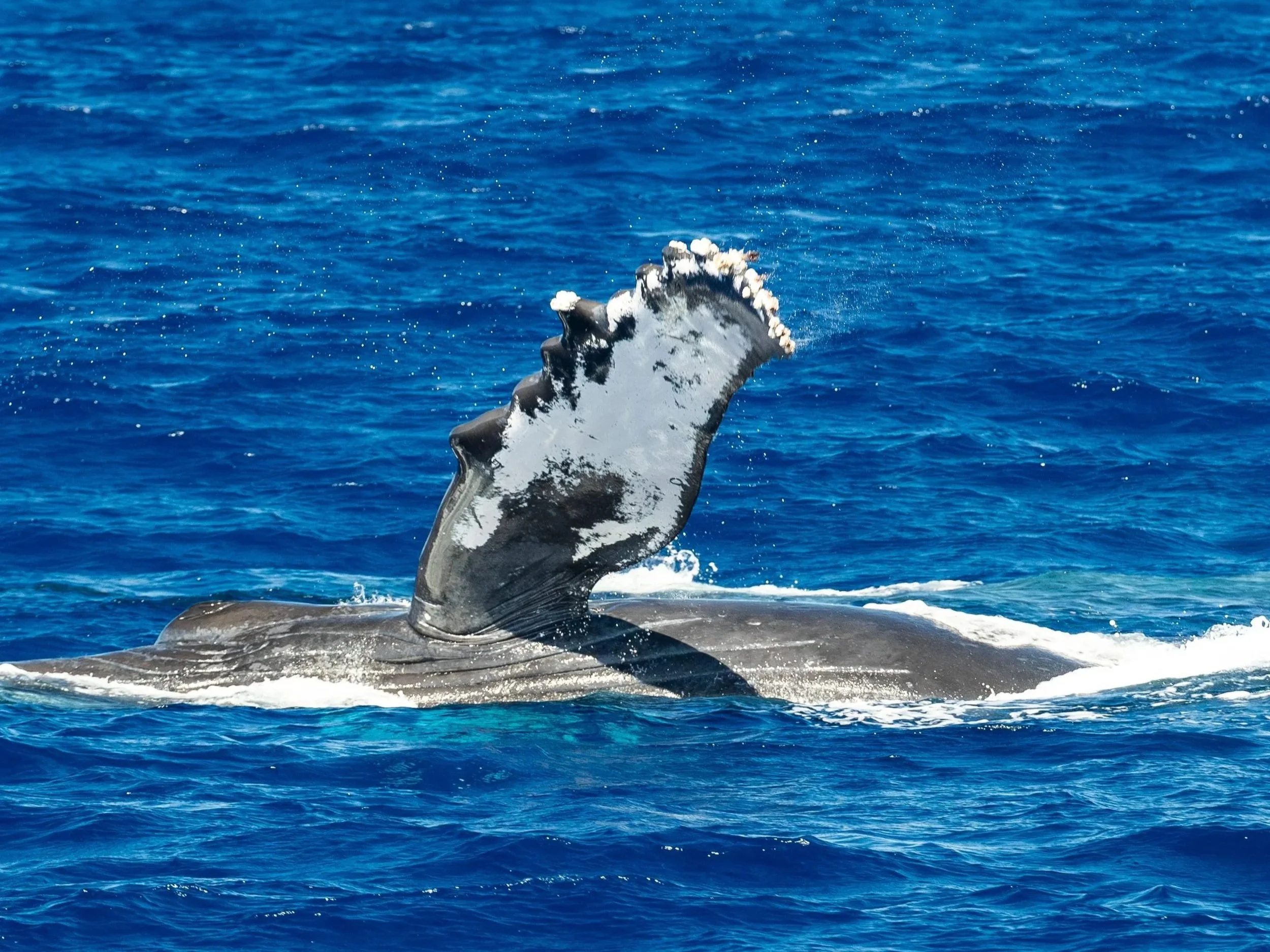 whale fin