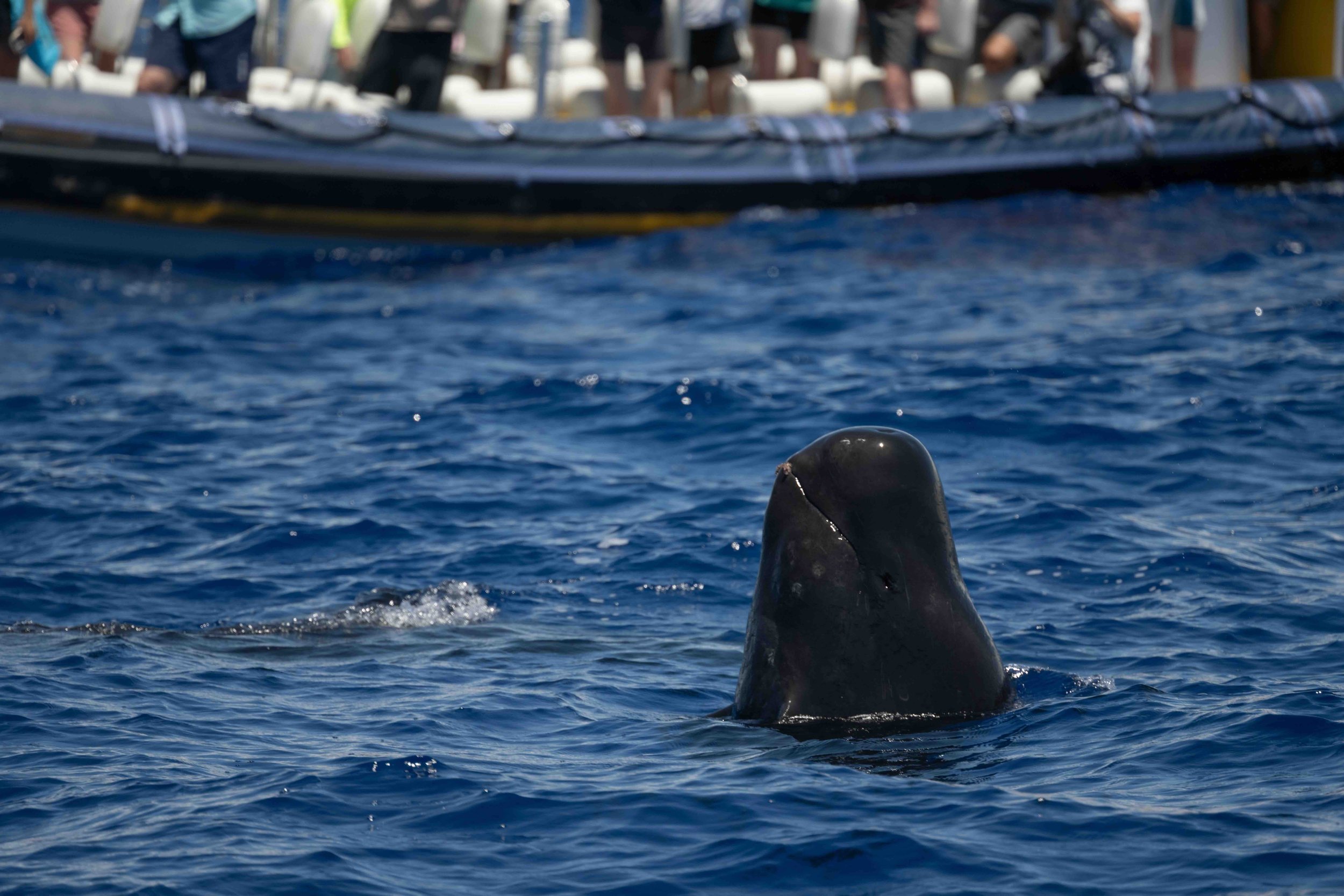 humpback whales kona