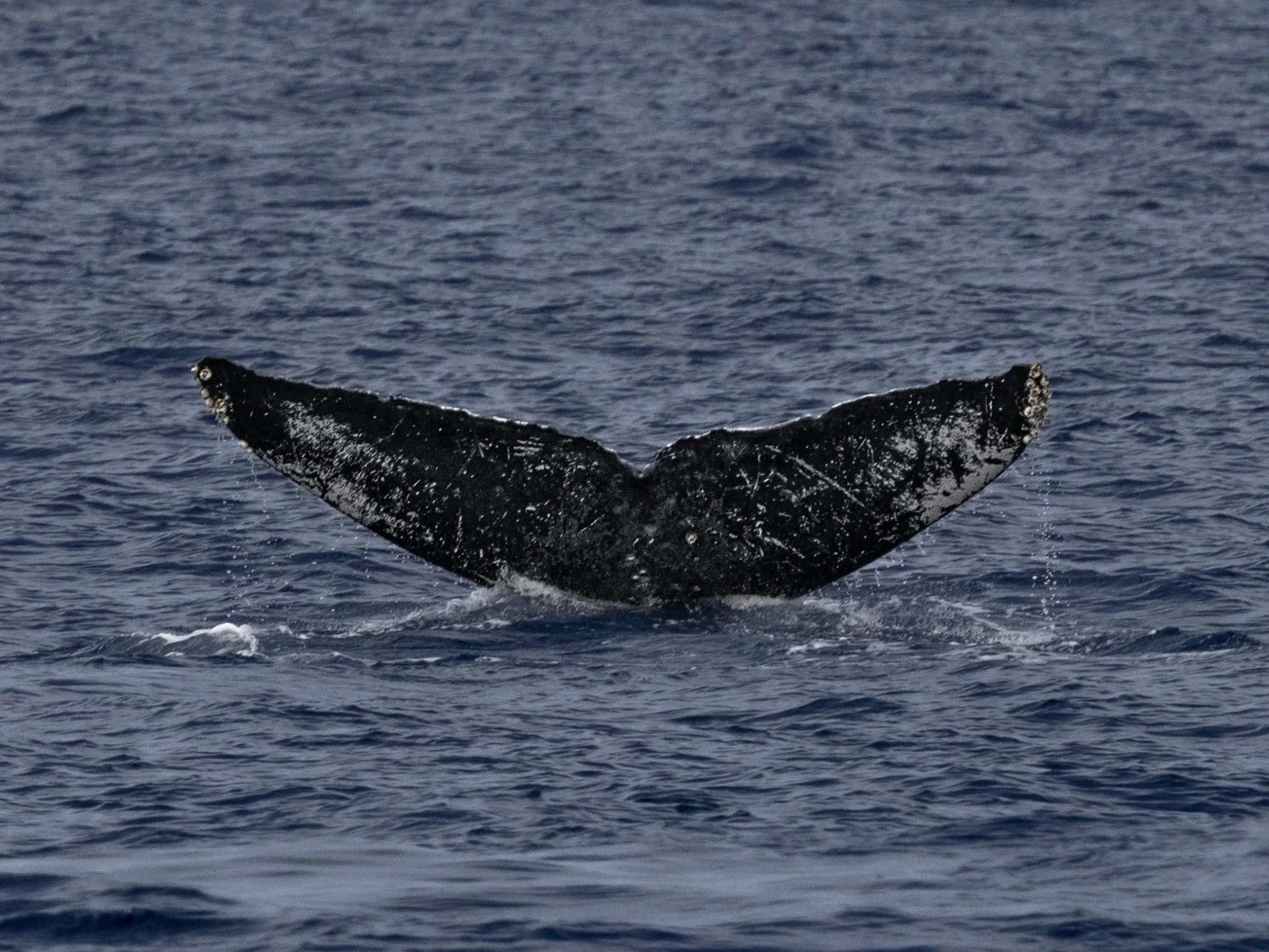 humpback big island