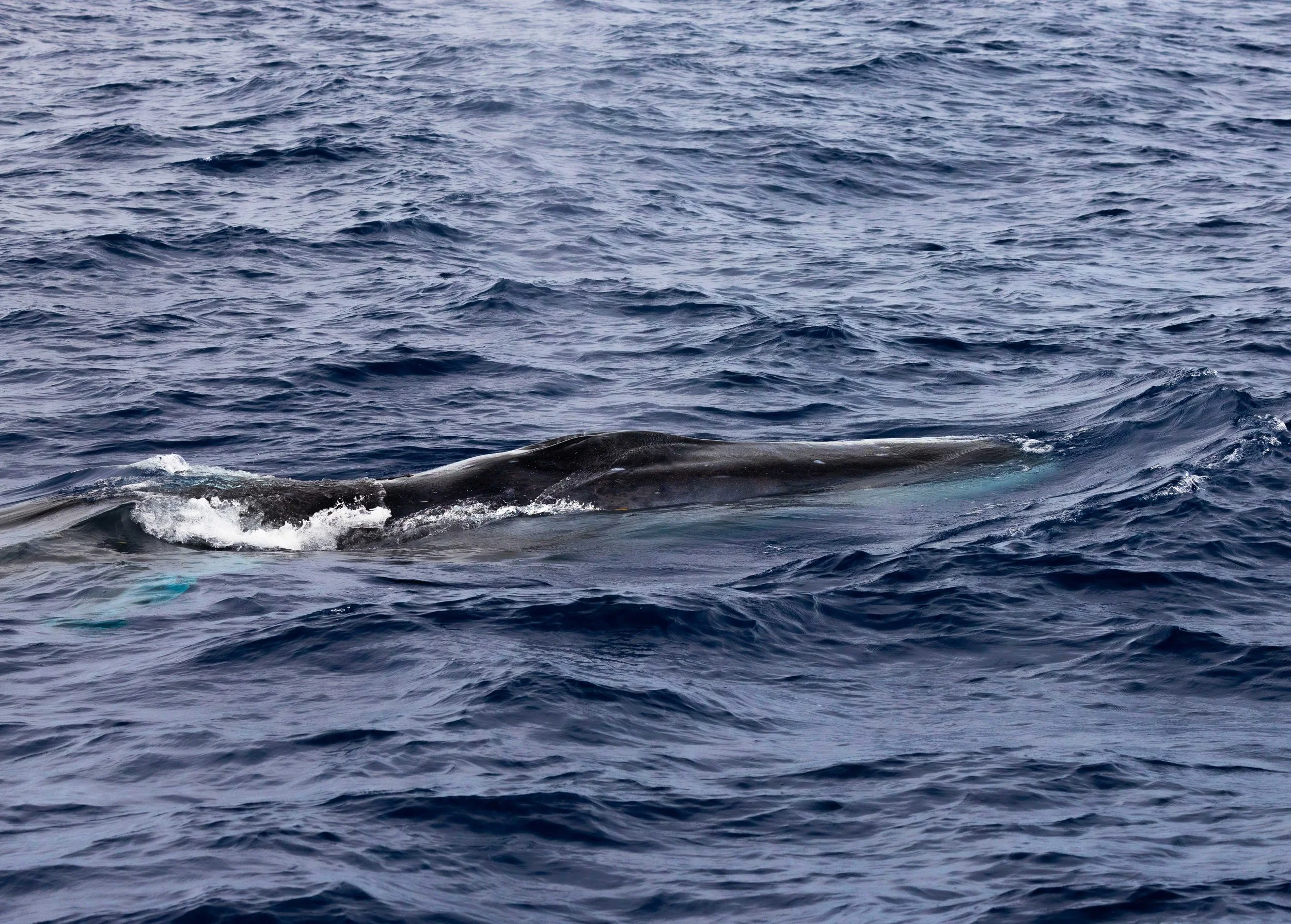 fin whale kona
