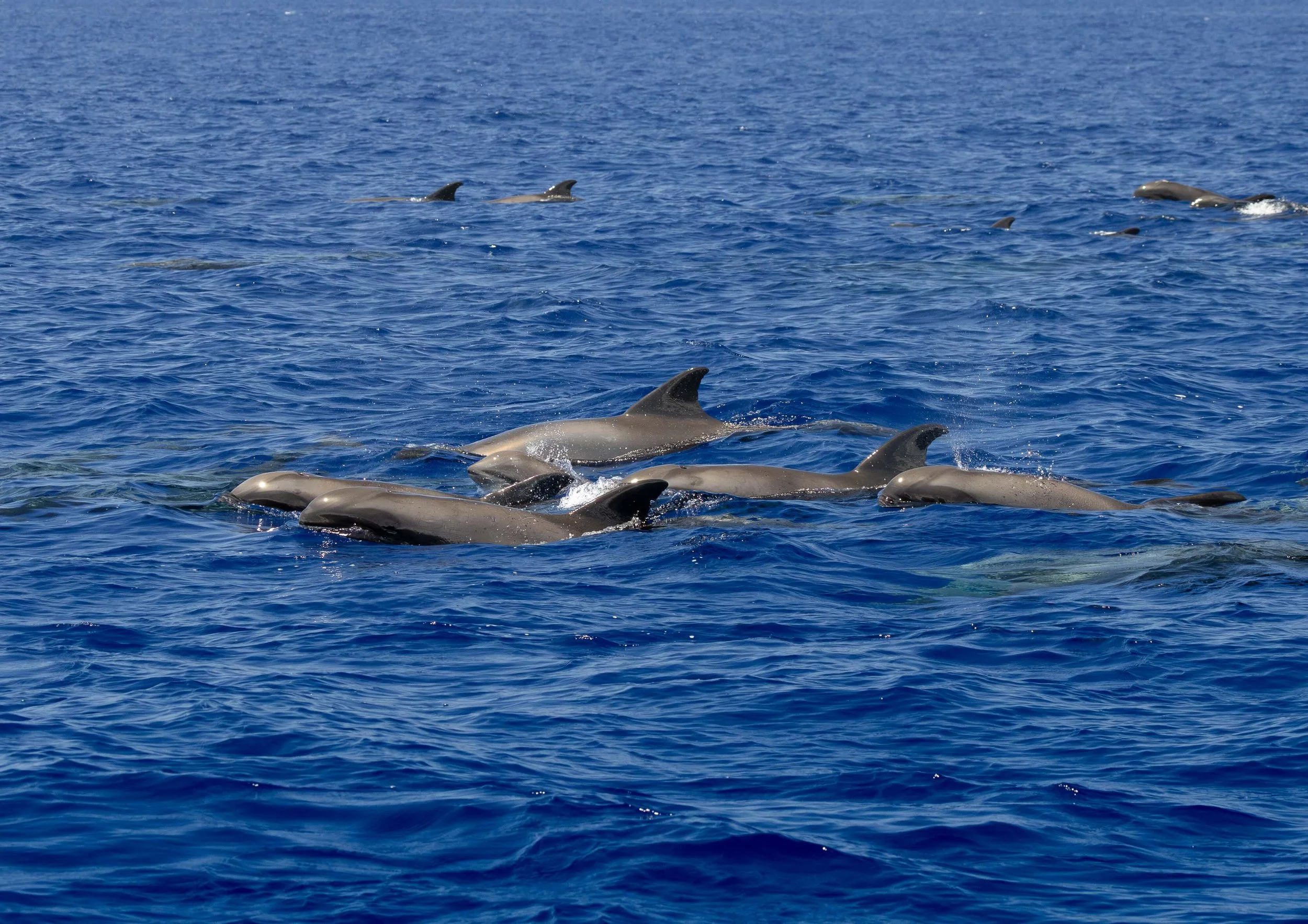 pelagic whale watching