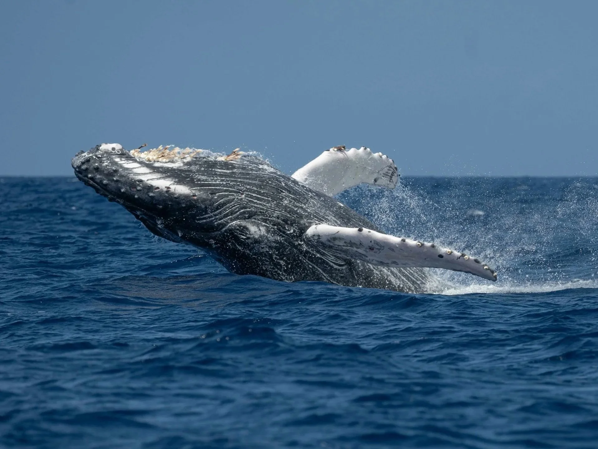 kona hawaii humpback tour
