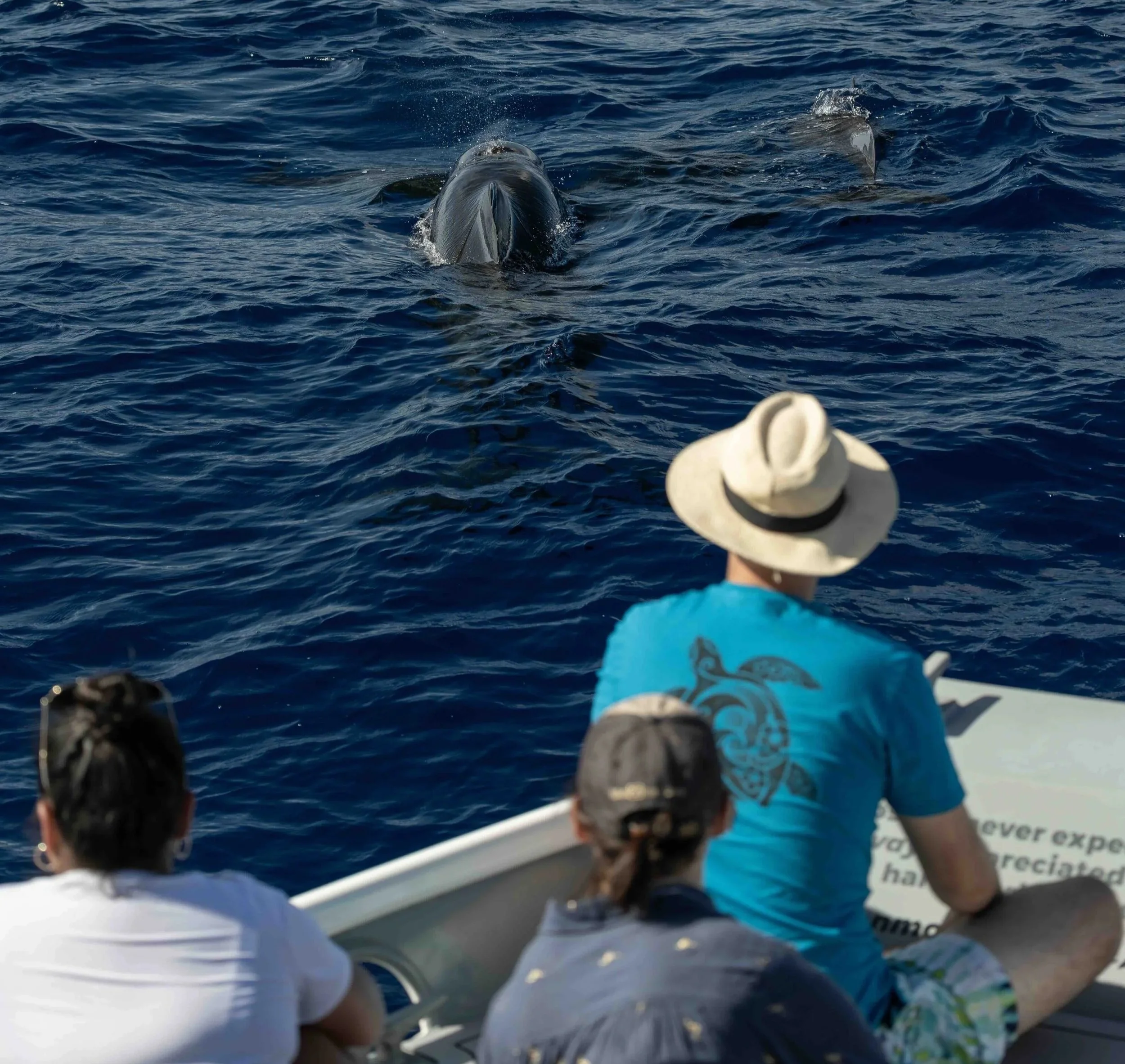 pelagic tour