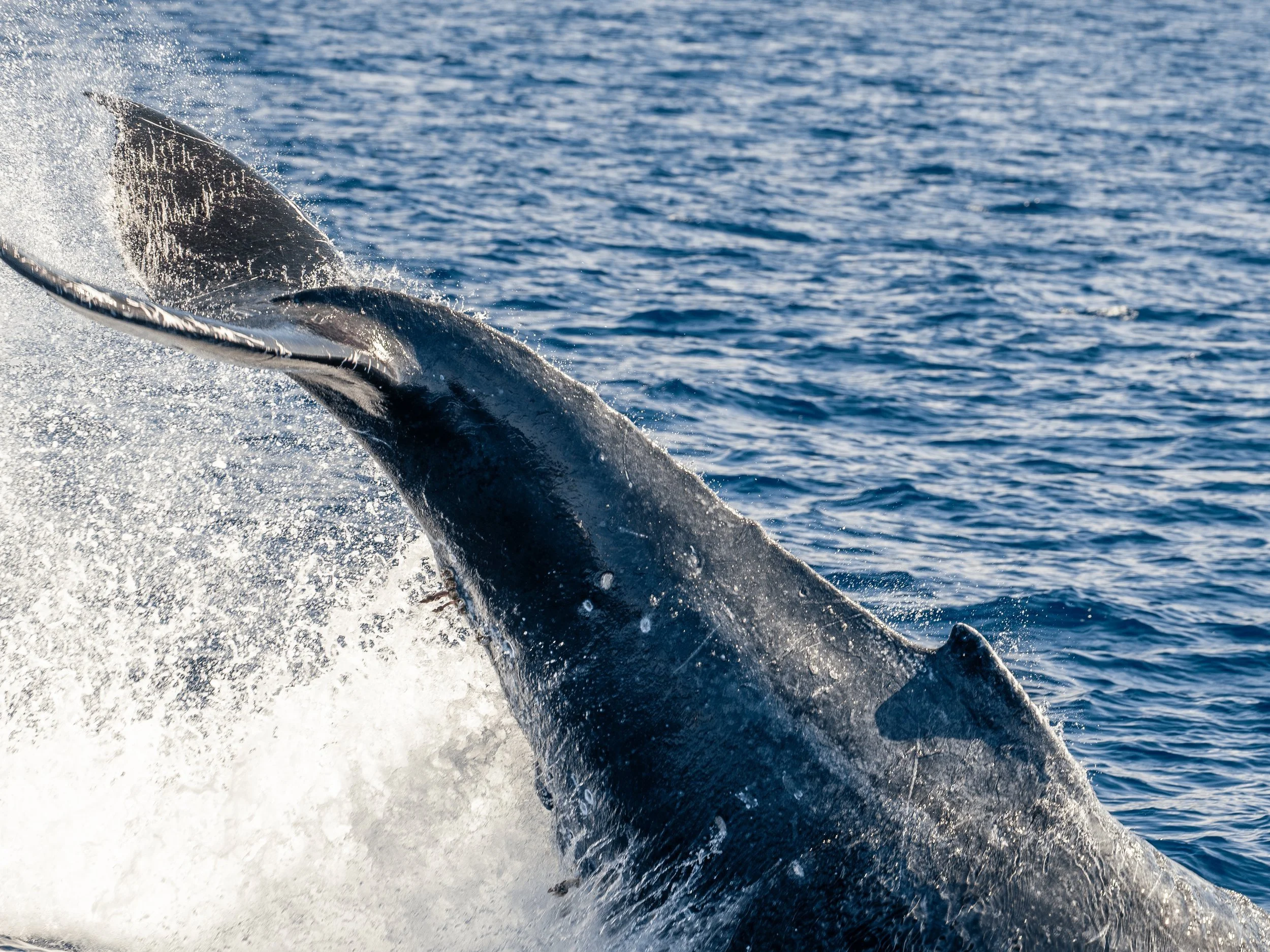 big humpback kona whale