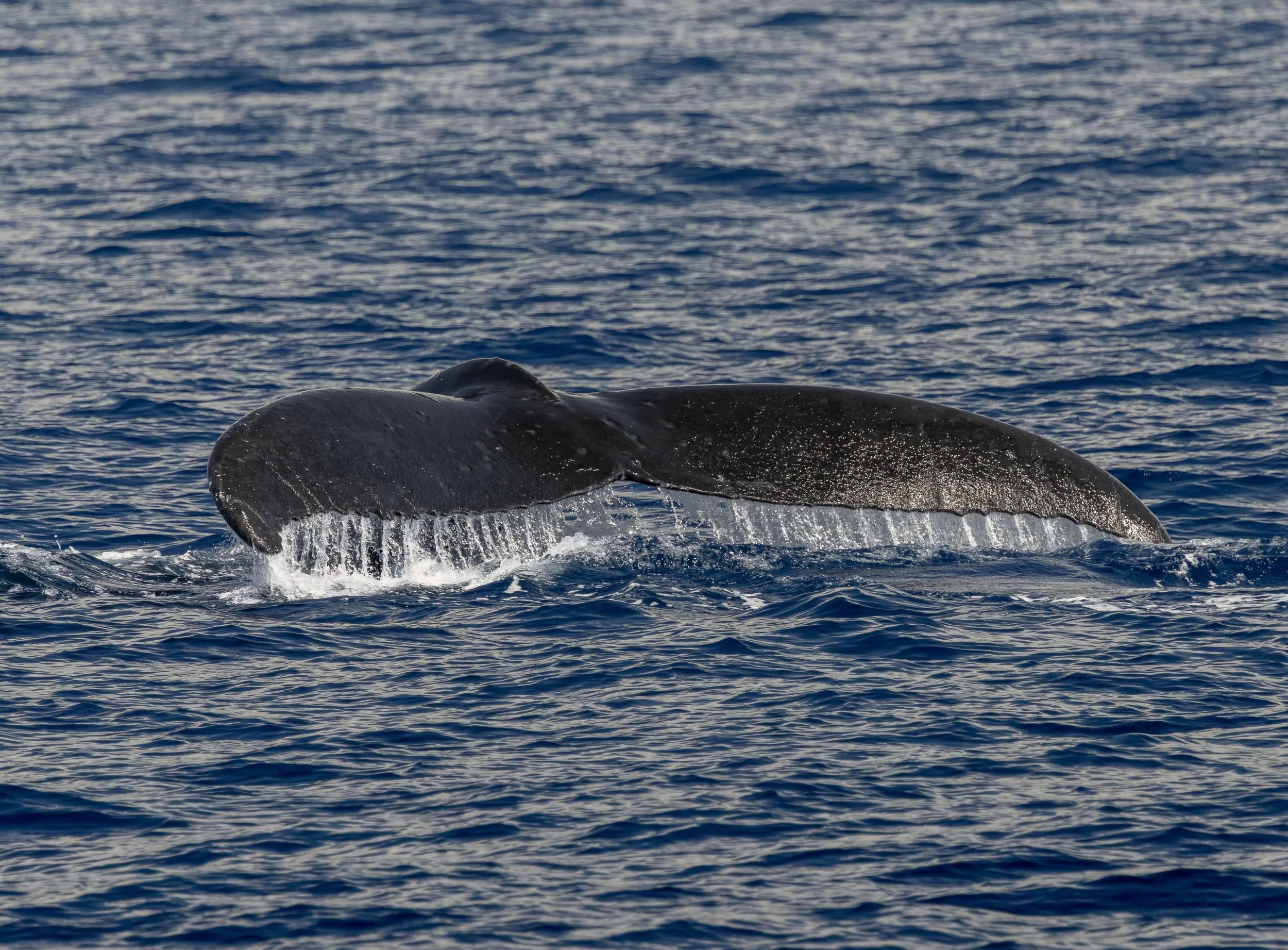 kona spring whale watching