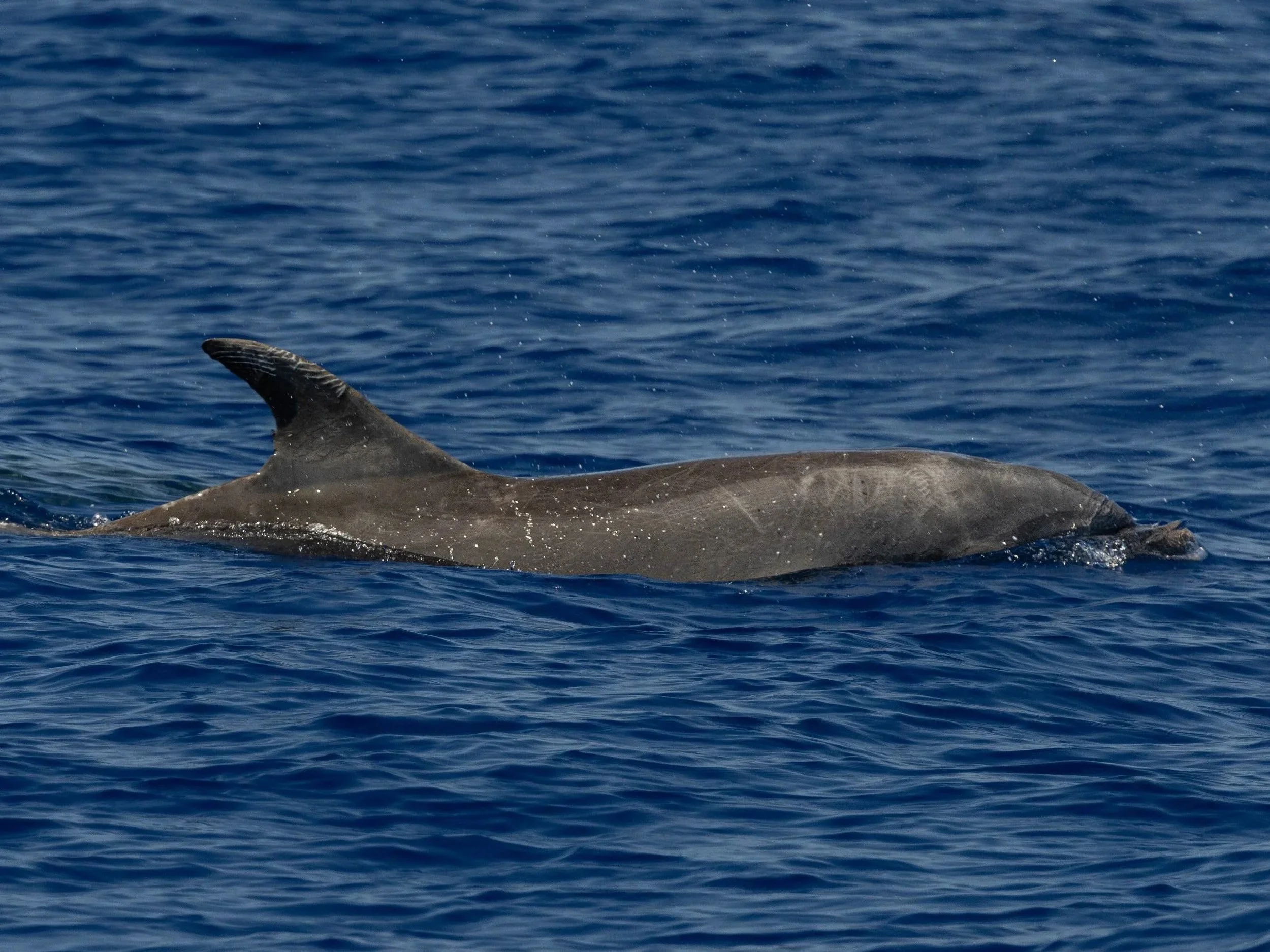 bottlenose kona