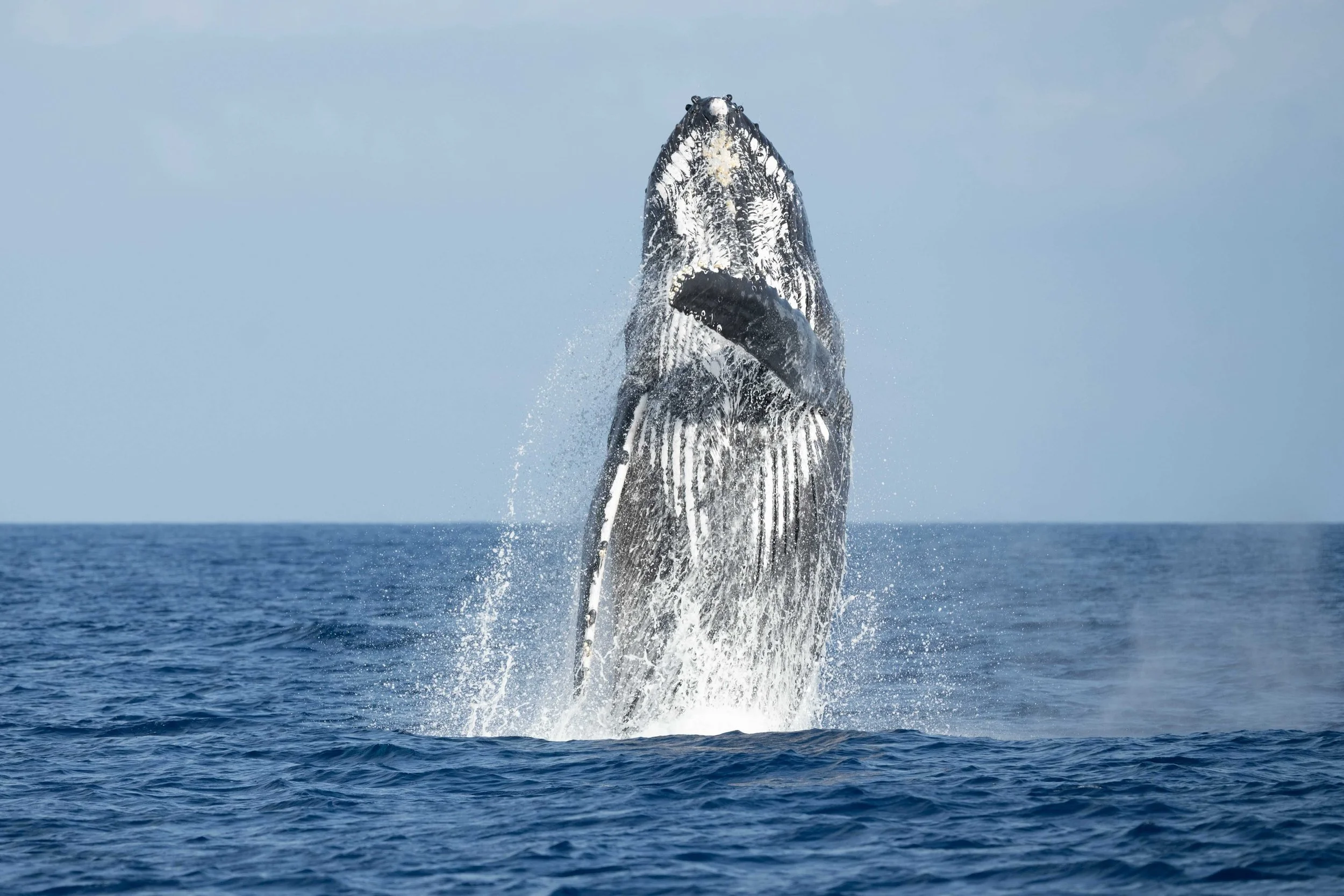 humpback tours