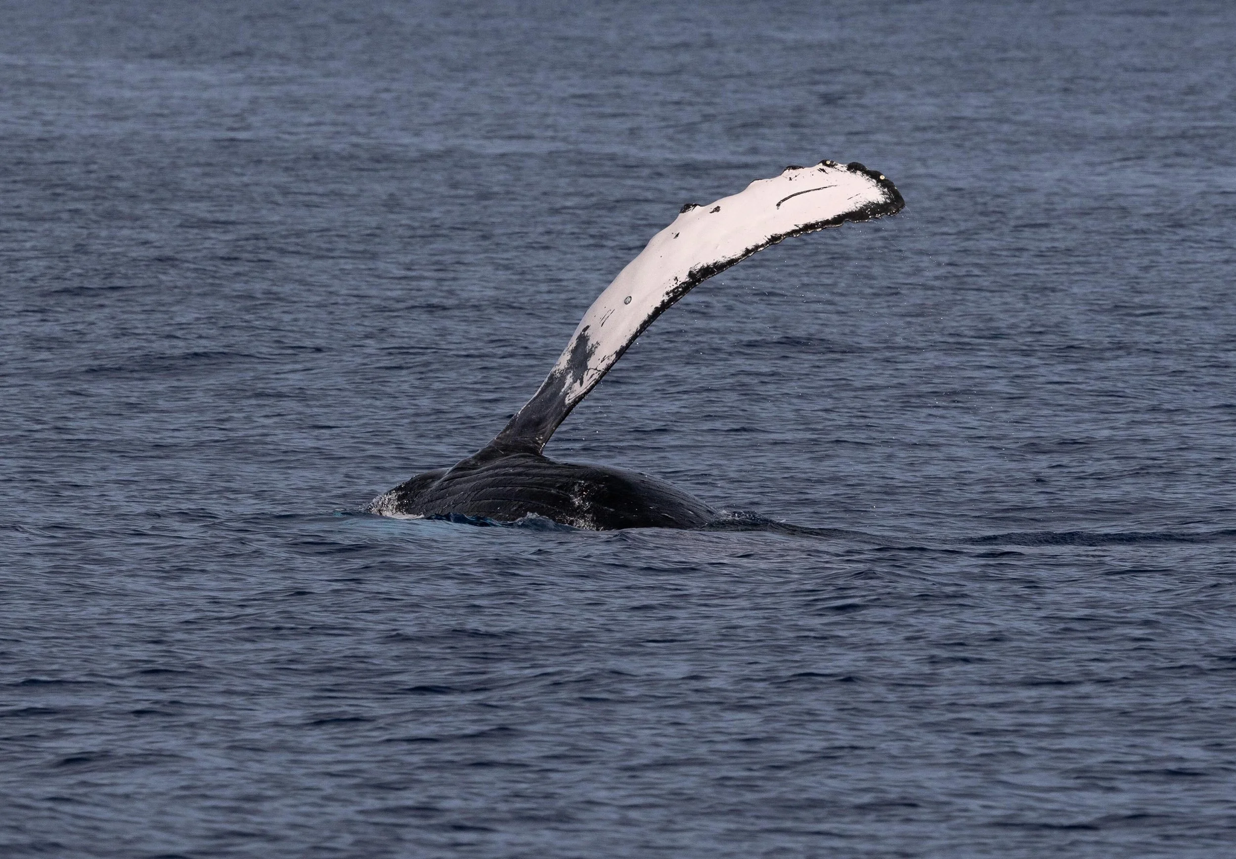 humpback