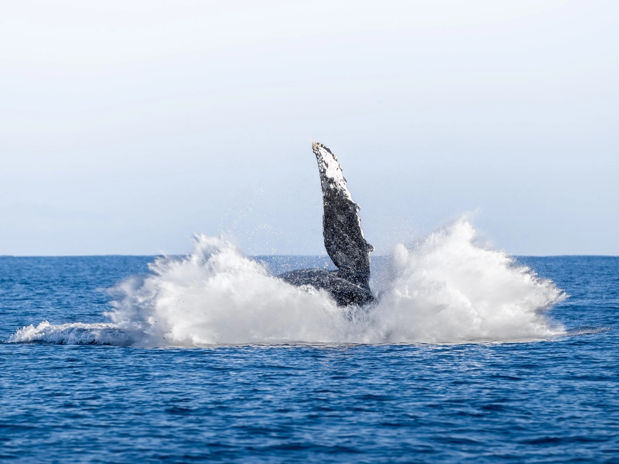 lunging humpback whale