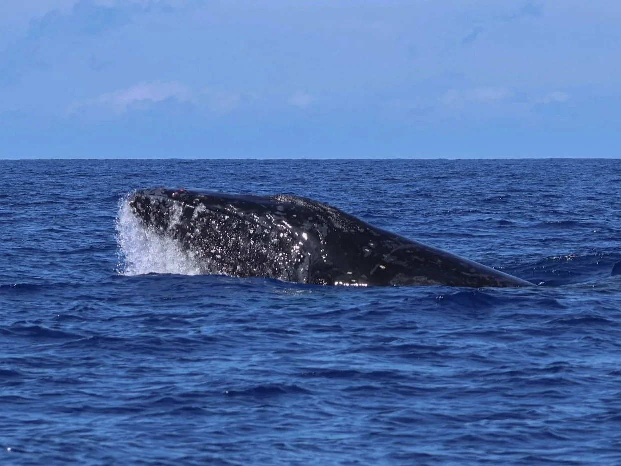 big island humpback whale watching