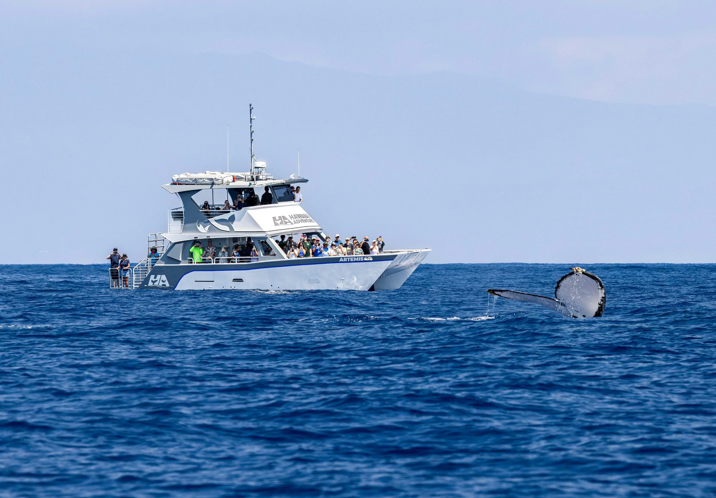 whale watching