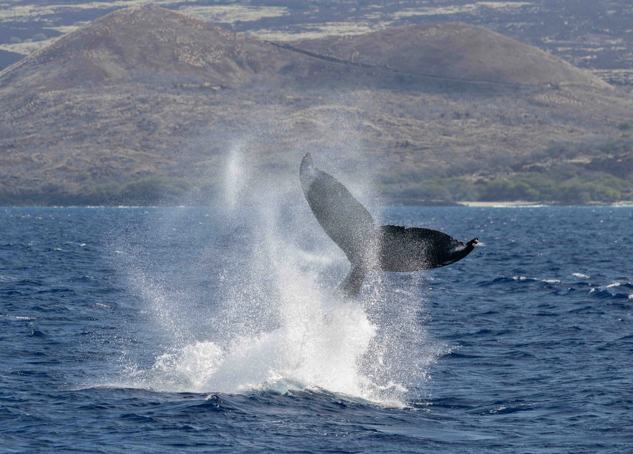 hawaii island humpback