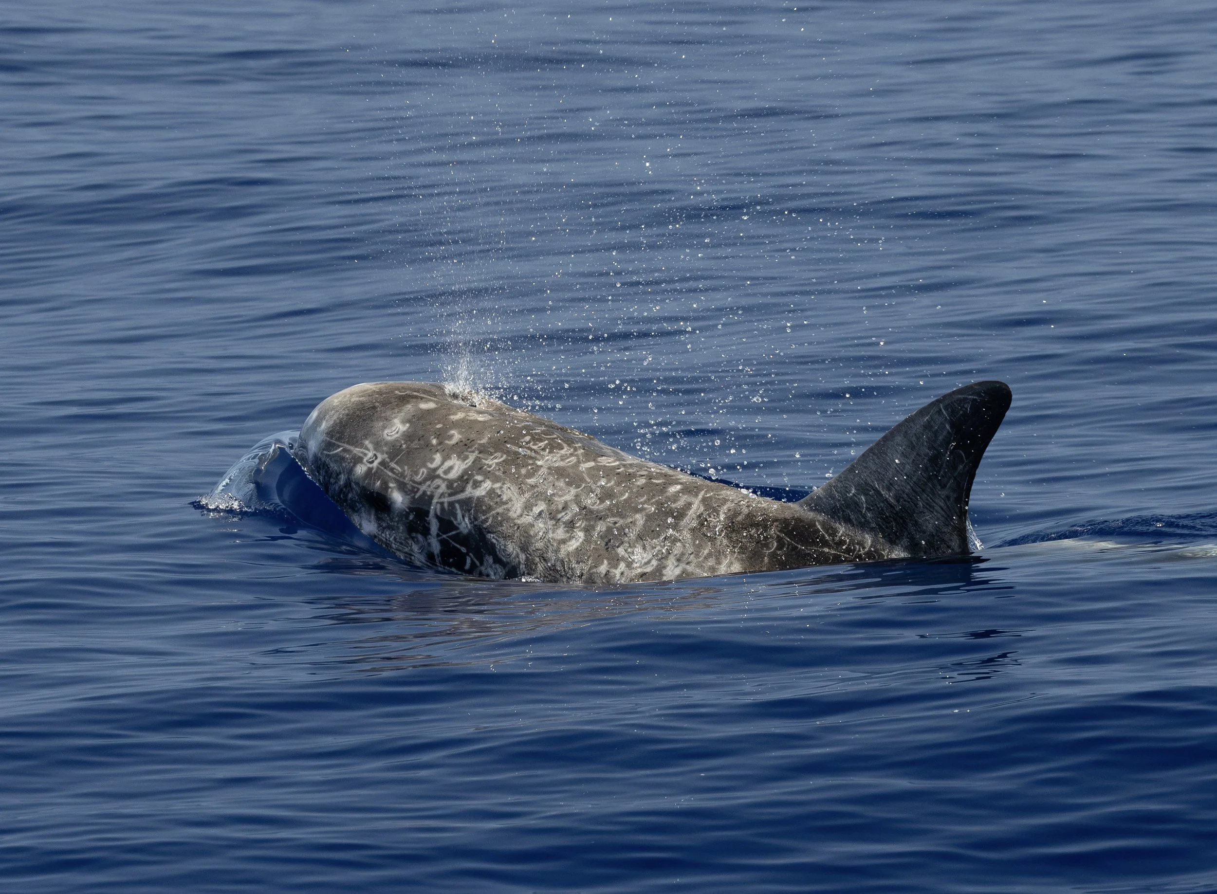 marine life kona big island