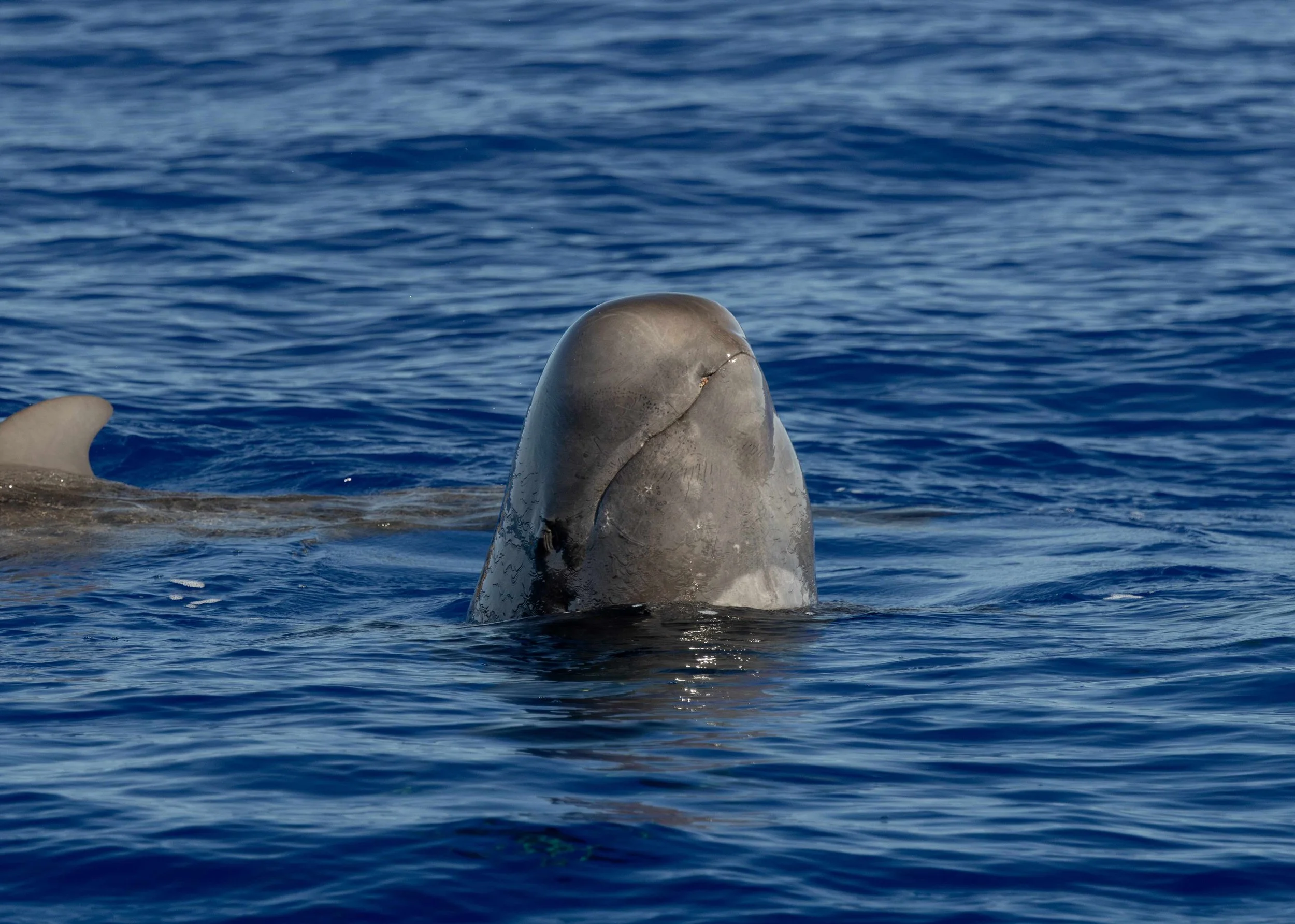 pelagic whale watch