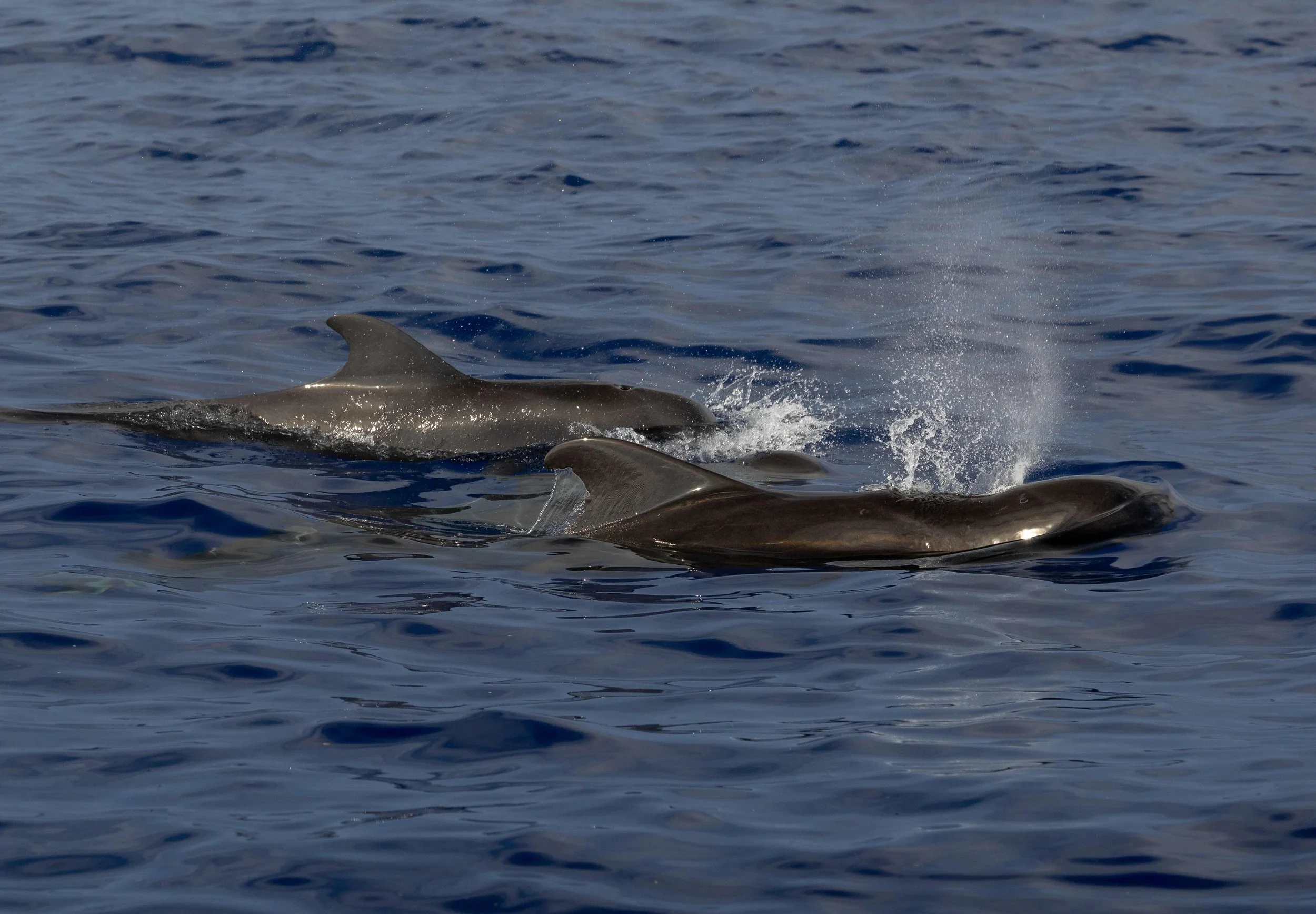 pelagic whale watch tour