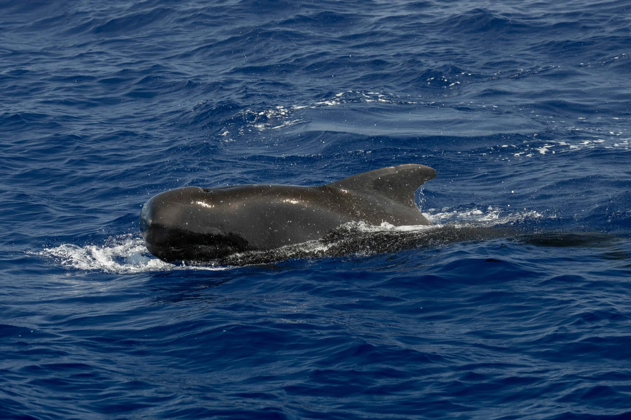 pelagic big island hawaii