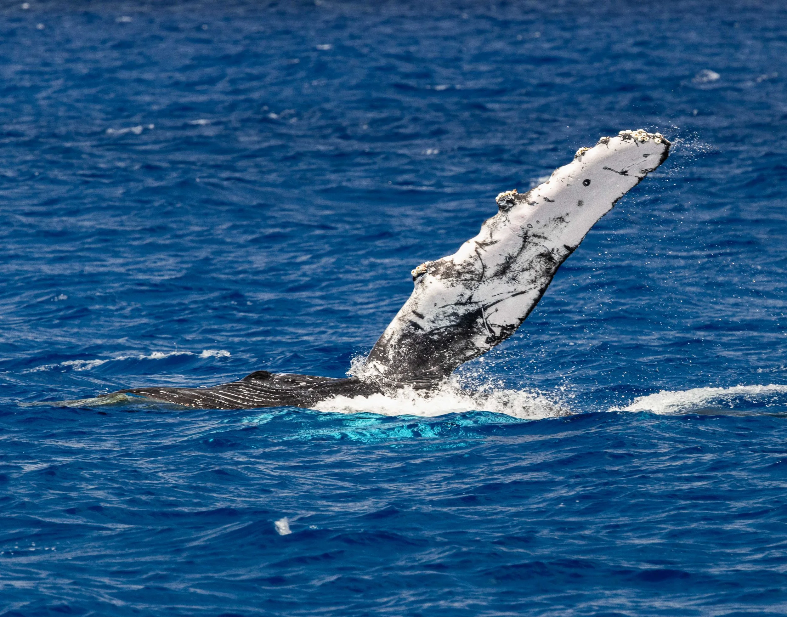 whale flipper
