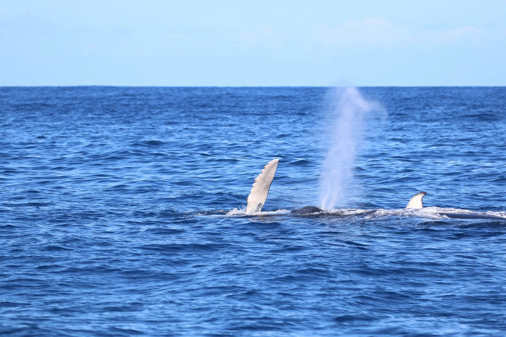 Big Island Snorkel and Kona Whale Watch Boat Hawaiian Adventures