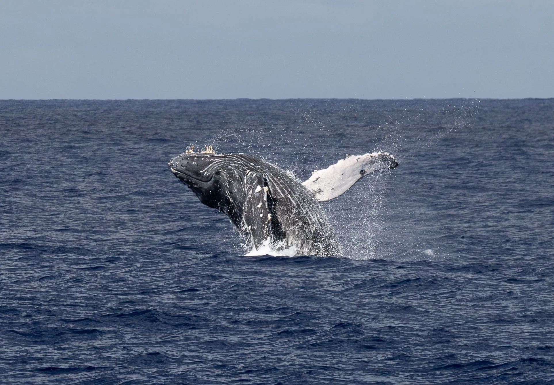 tour humpback hawaii