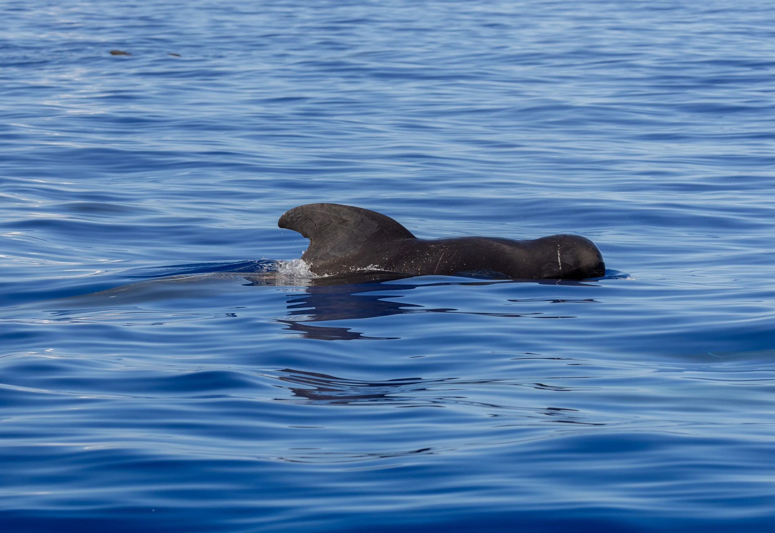 short-finned pilot whale
