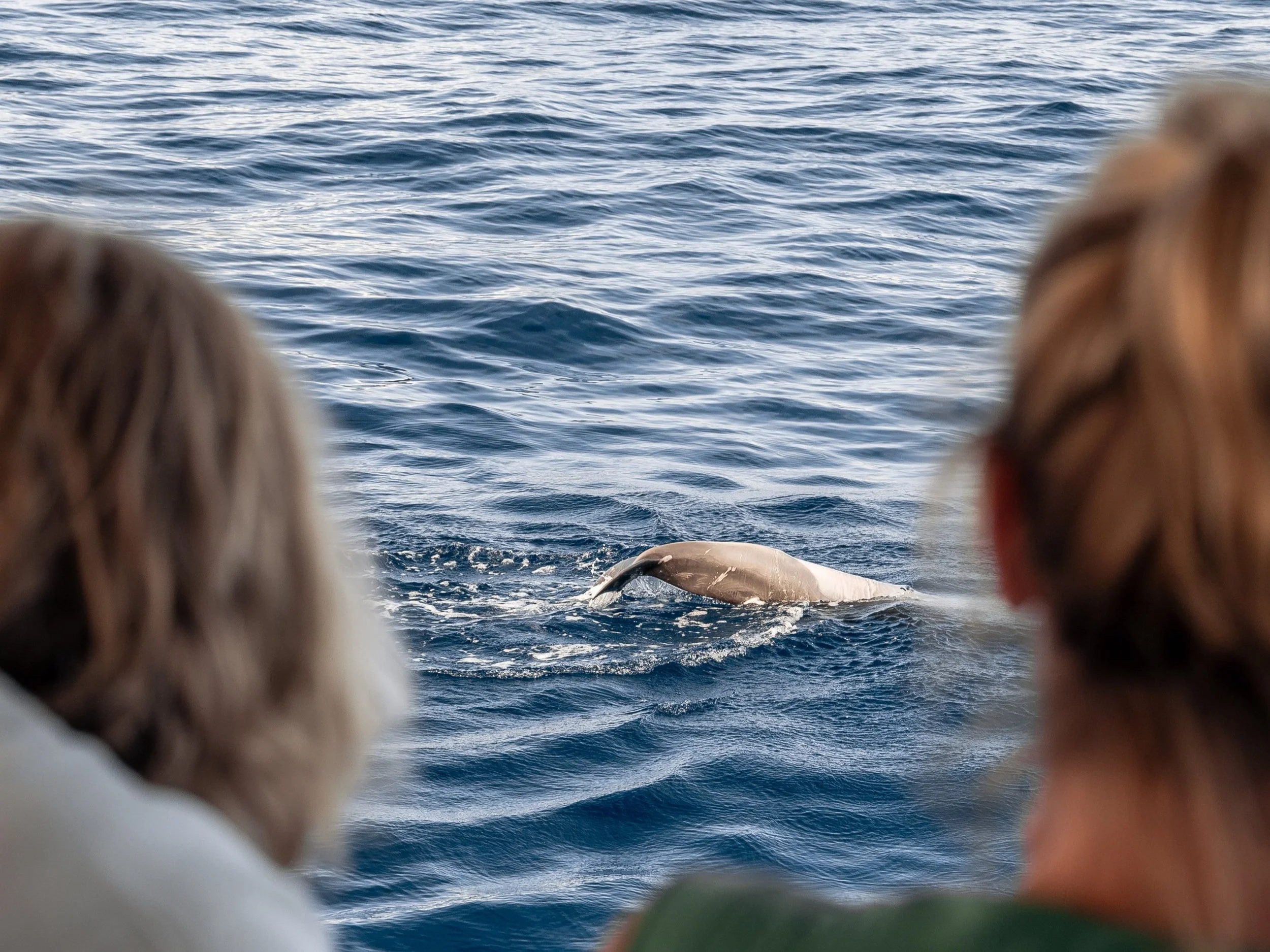 pilot whale offshore pod