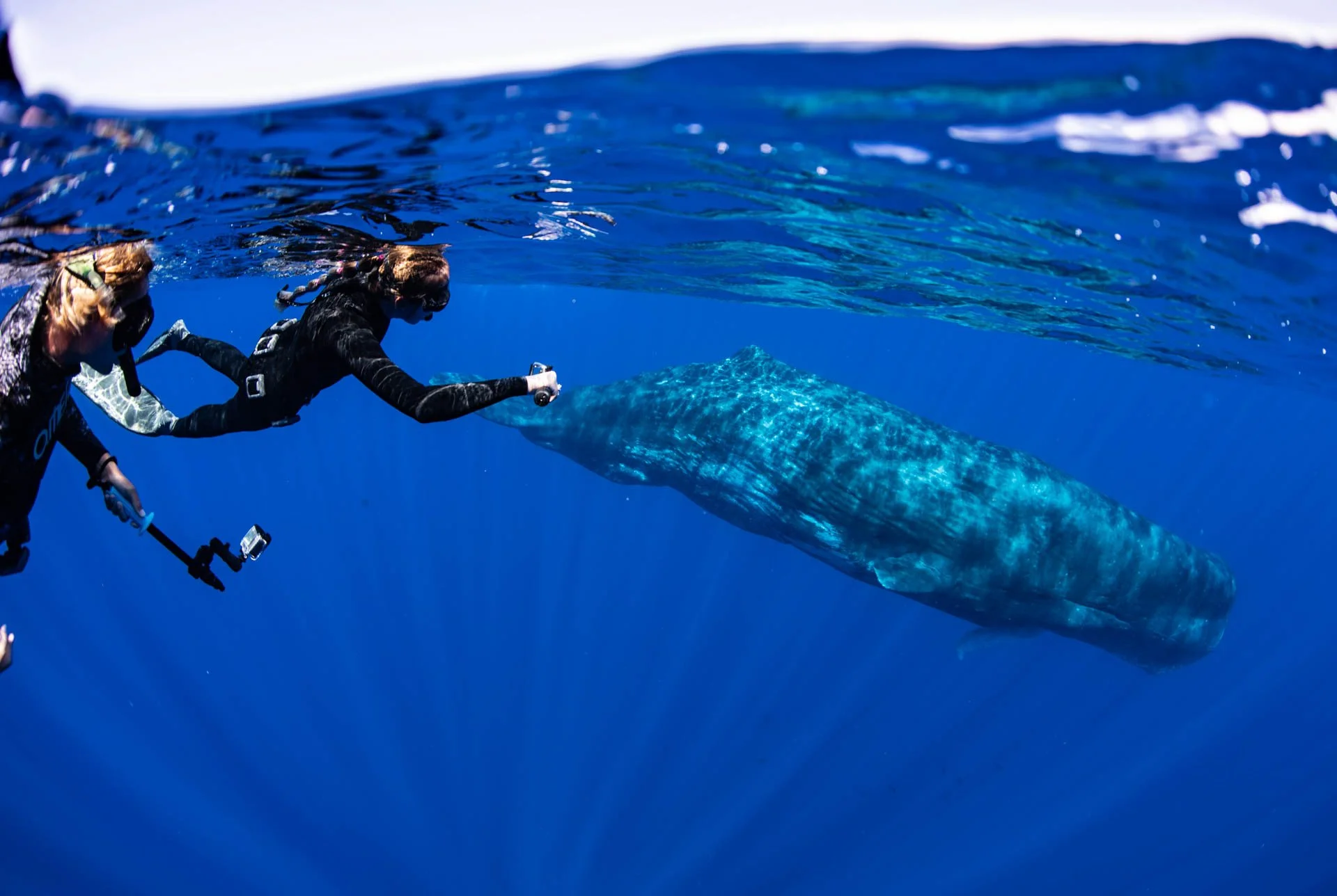 Prepare For Your Kona Whale Watch and Snorkel Tour