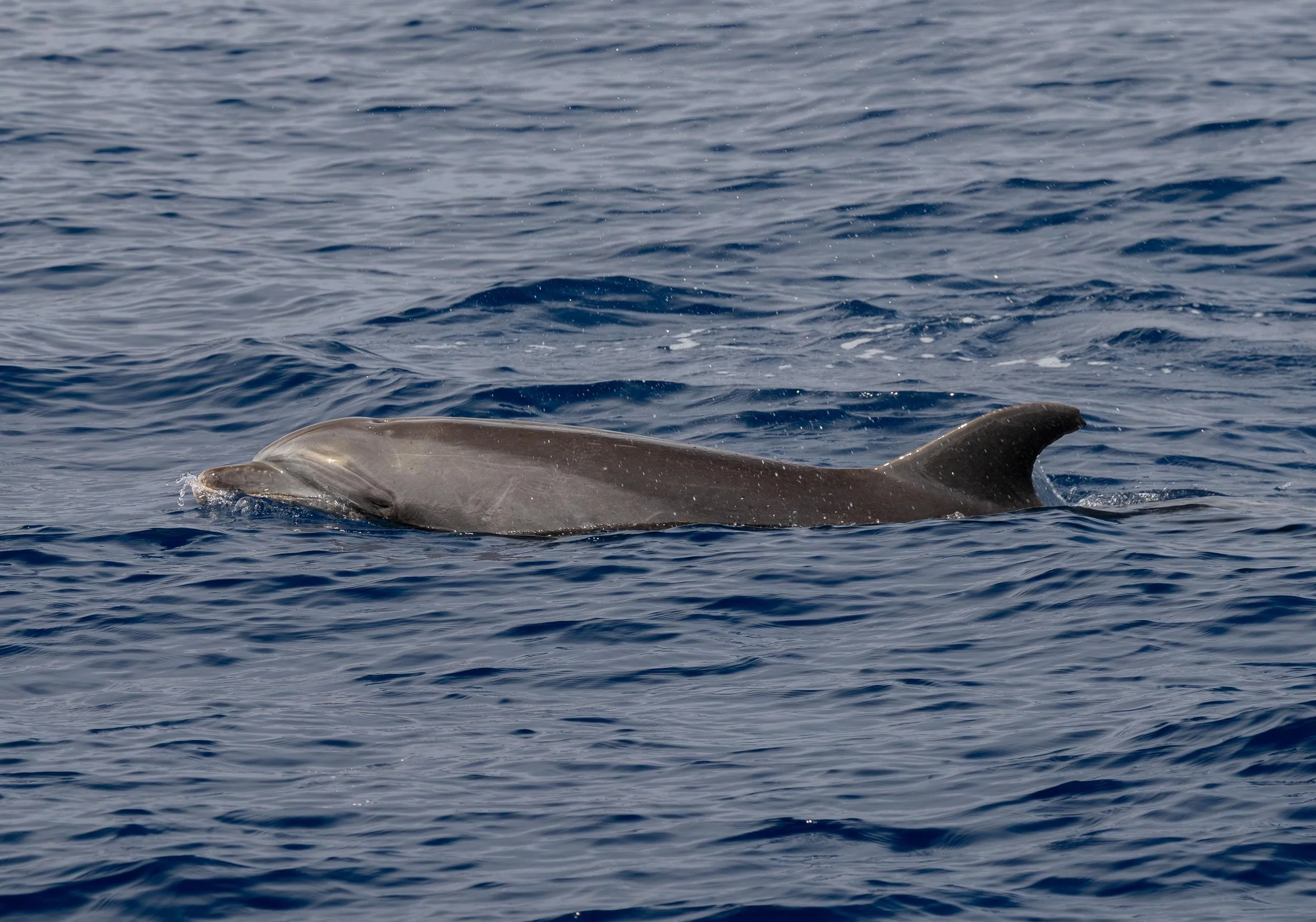 pelagic marine life kona