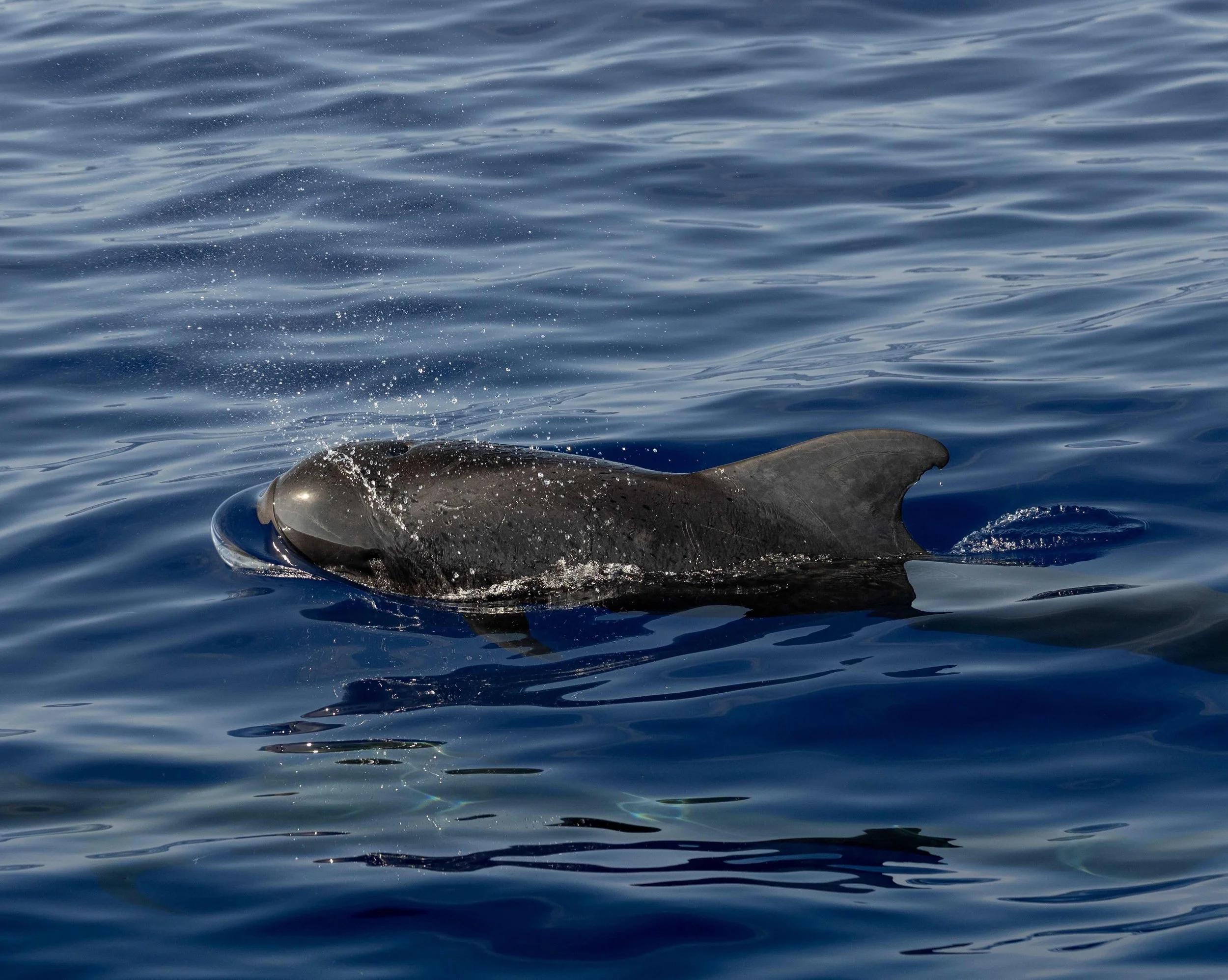 october whale watch