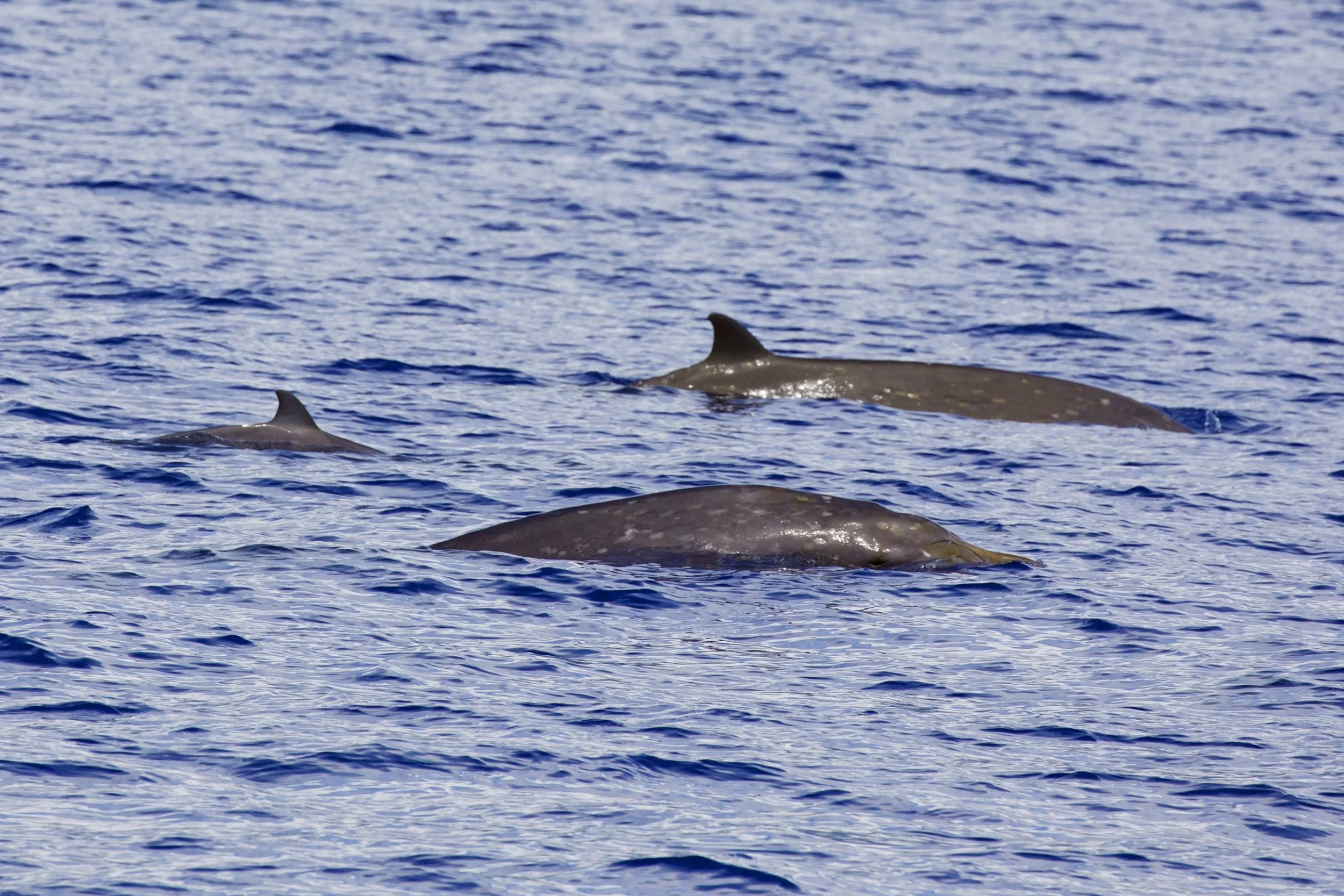 beaked whales kona