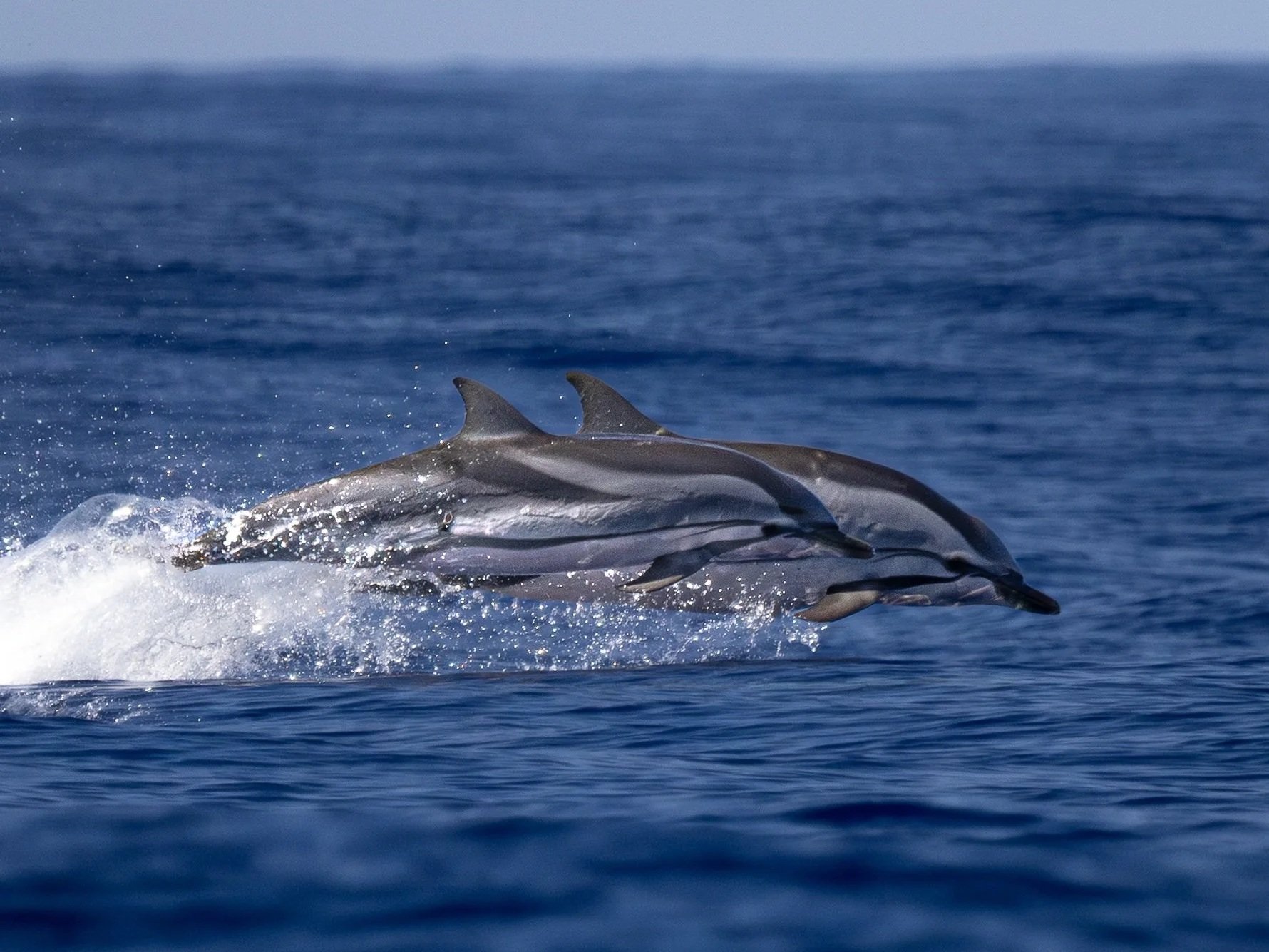 striped dolphins