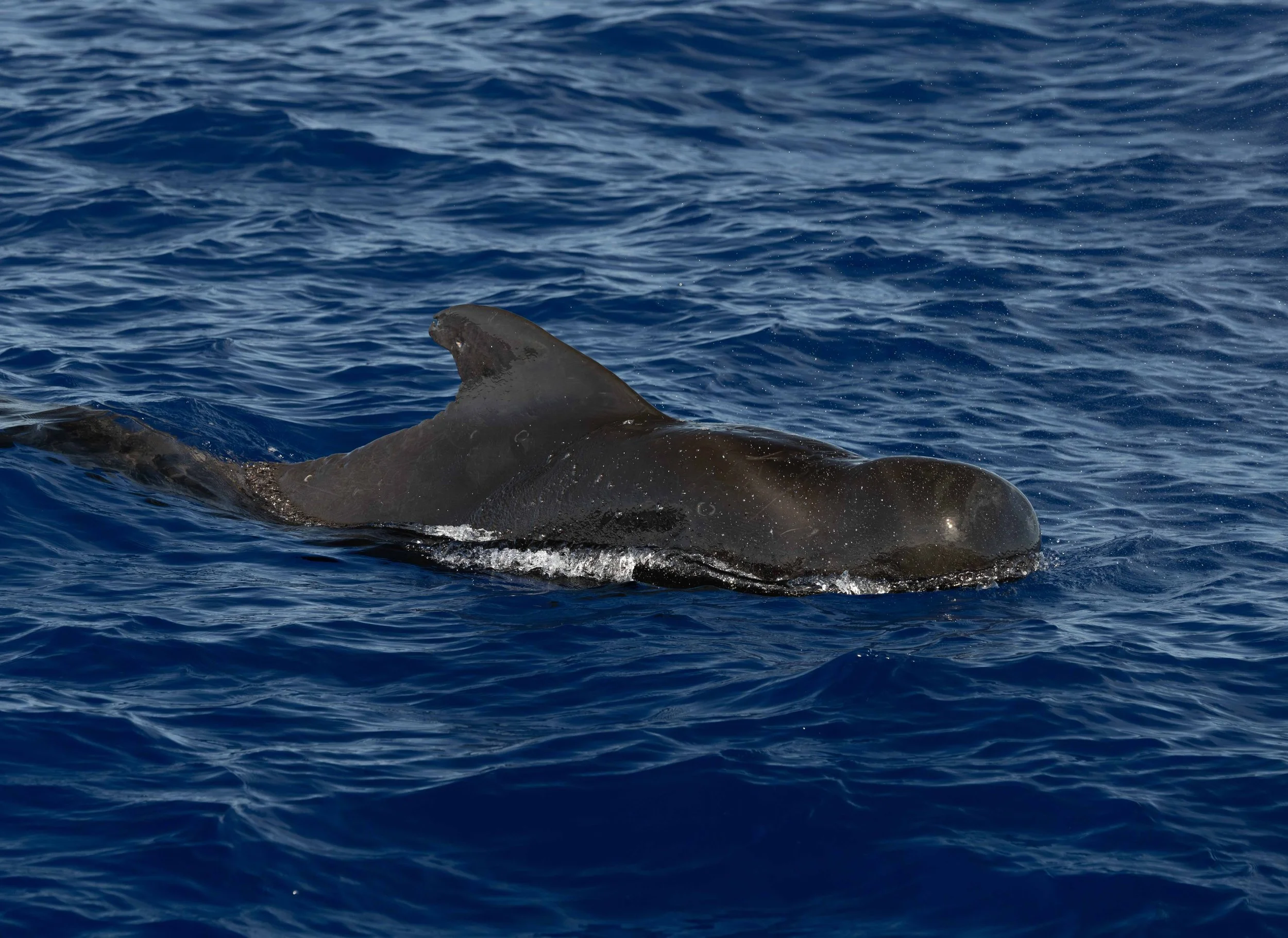 pelagic eco tour