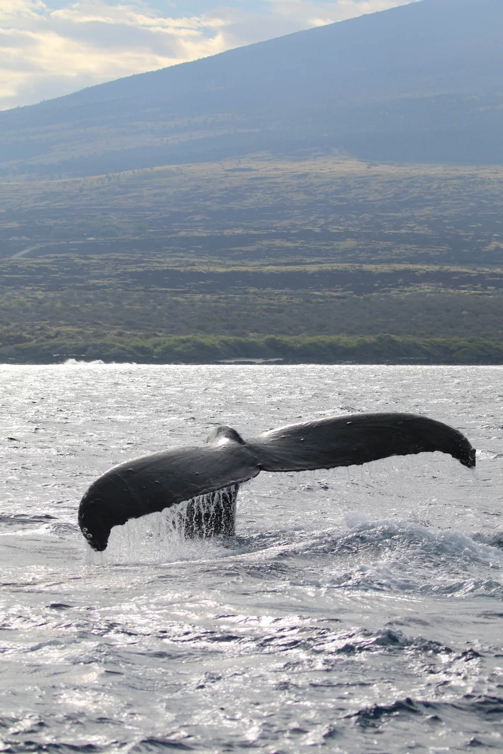 Big Island Snorkel and Kona Whale Watch Boat Hawaiian Adventures