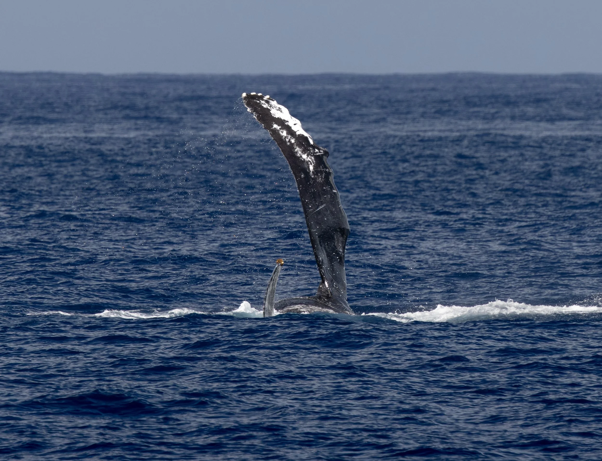 whale watch encounter