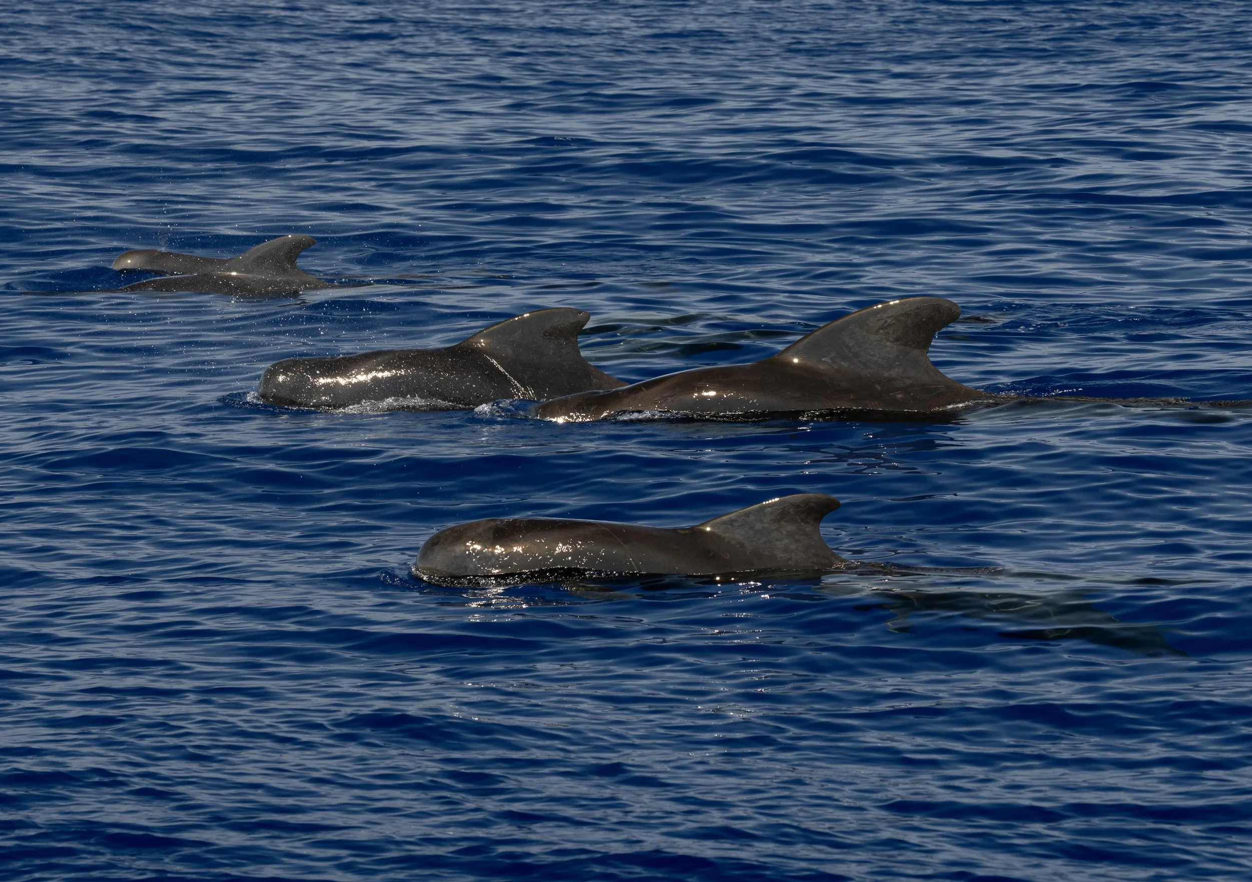 kona pilots