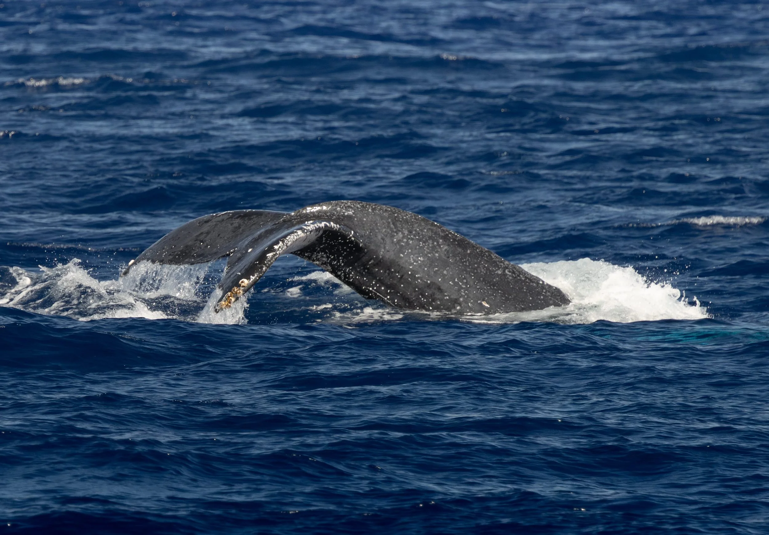 pelagic whale hawaii
