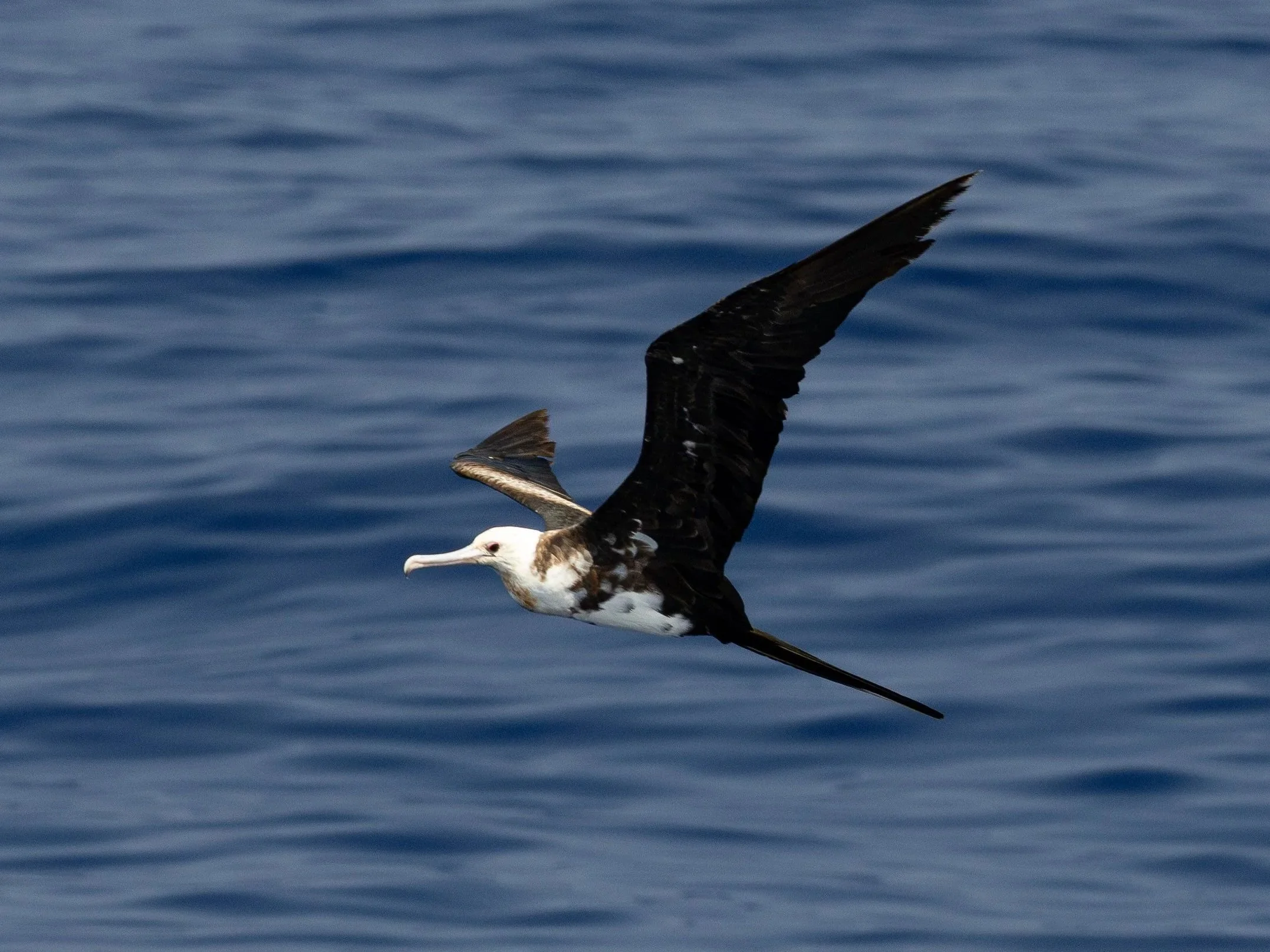 pelagic bird