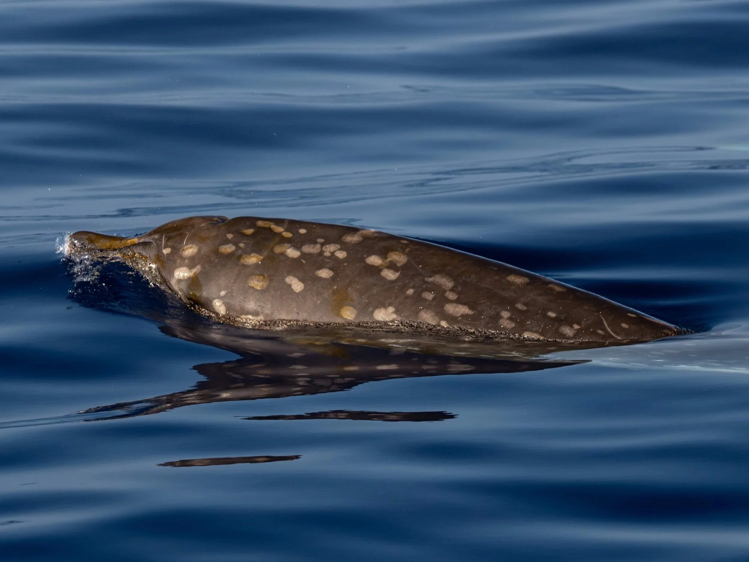 hawaii pelagic tours